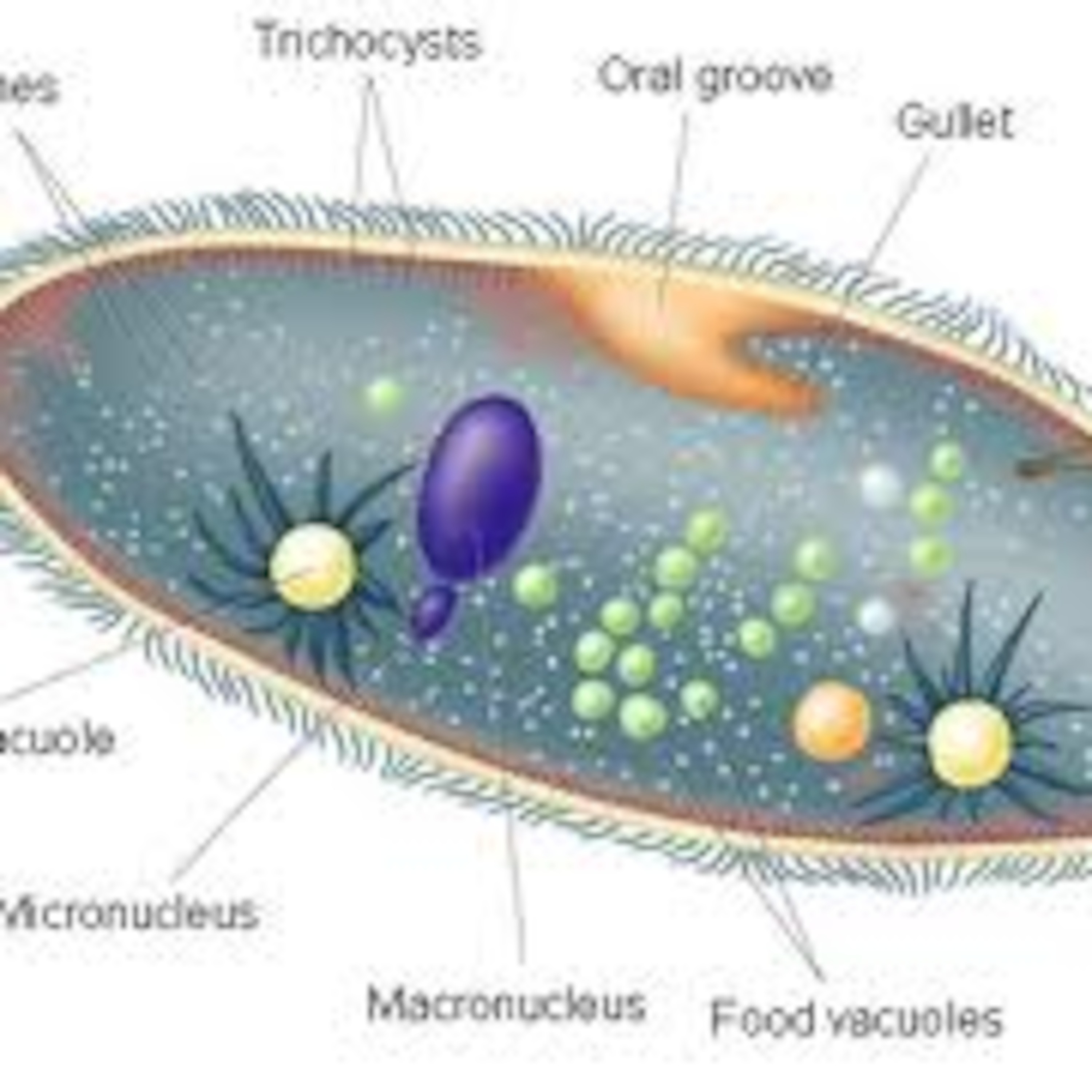 الحلقة الثانية -الجزء الاول الطلائعيات الشبيهة بالحيوانات