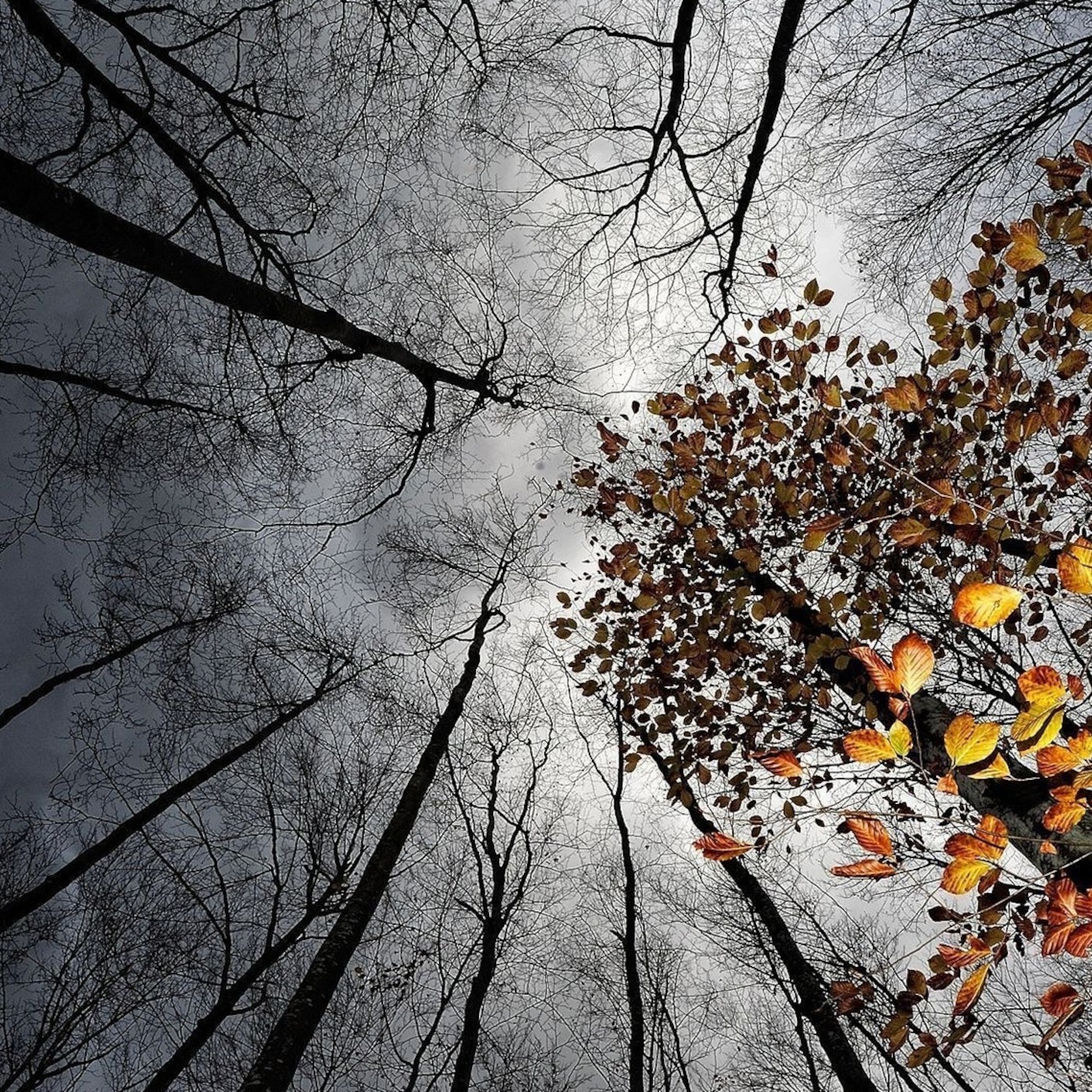 The Fall
