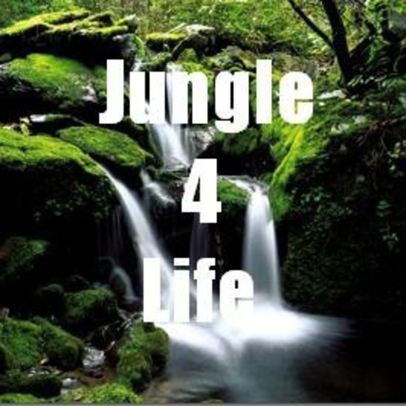 Jungle 4 Life episode artwork