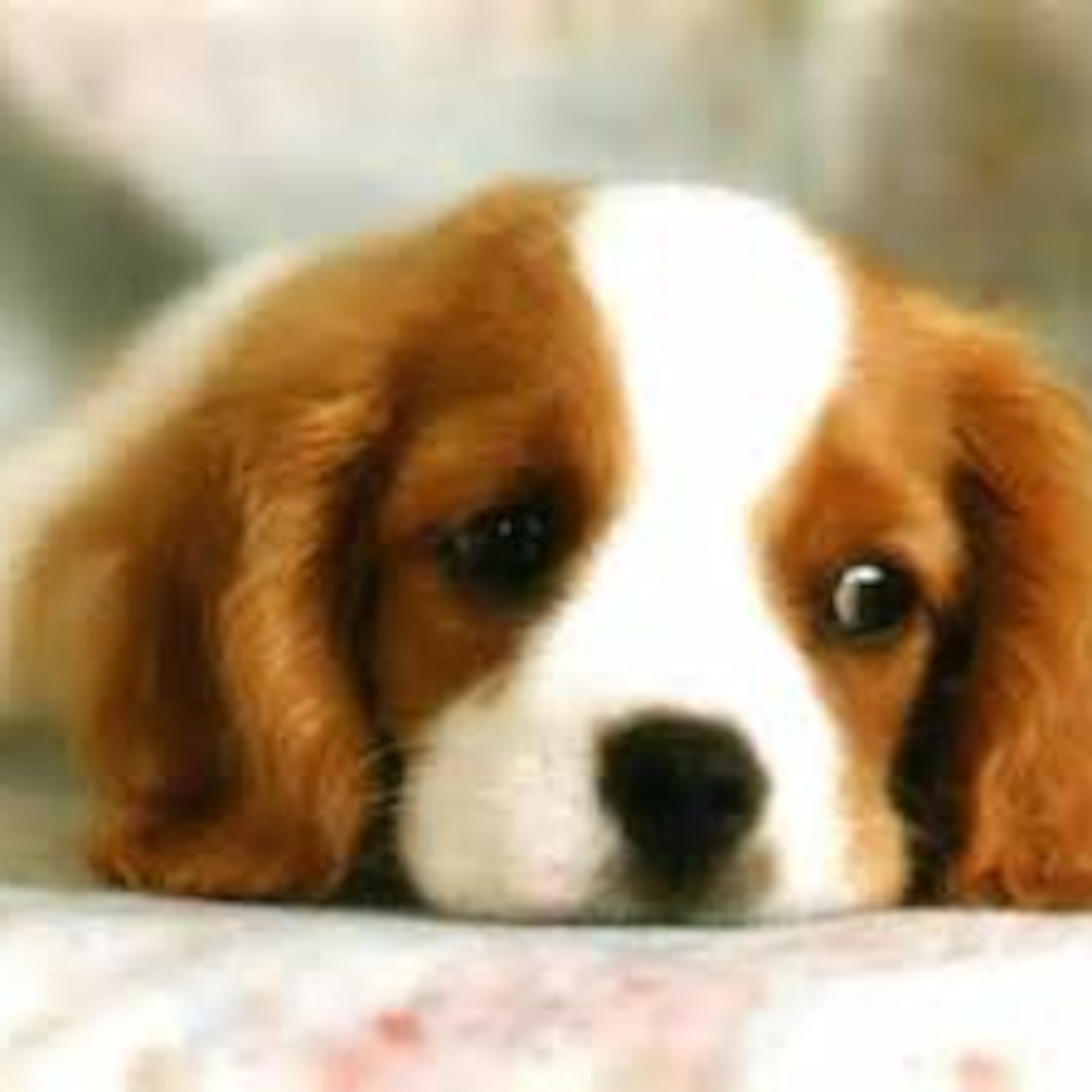 Episode 3- dog blog 101