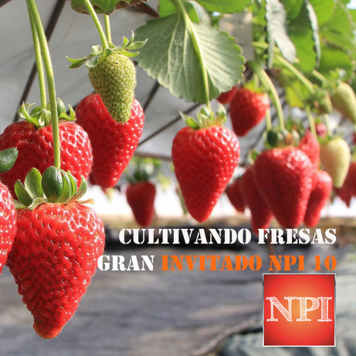 NPI Podcast