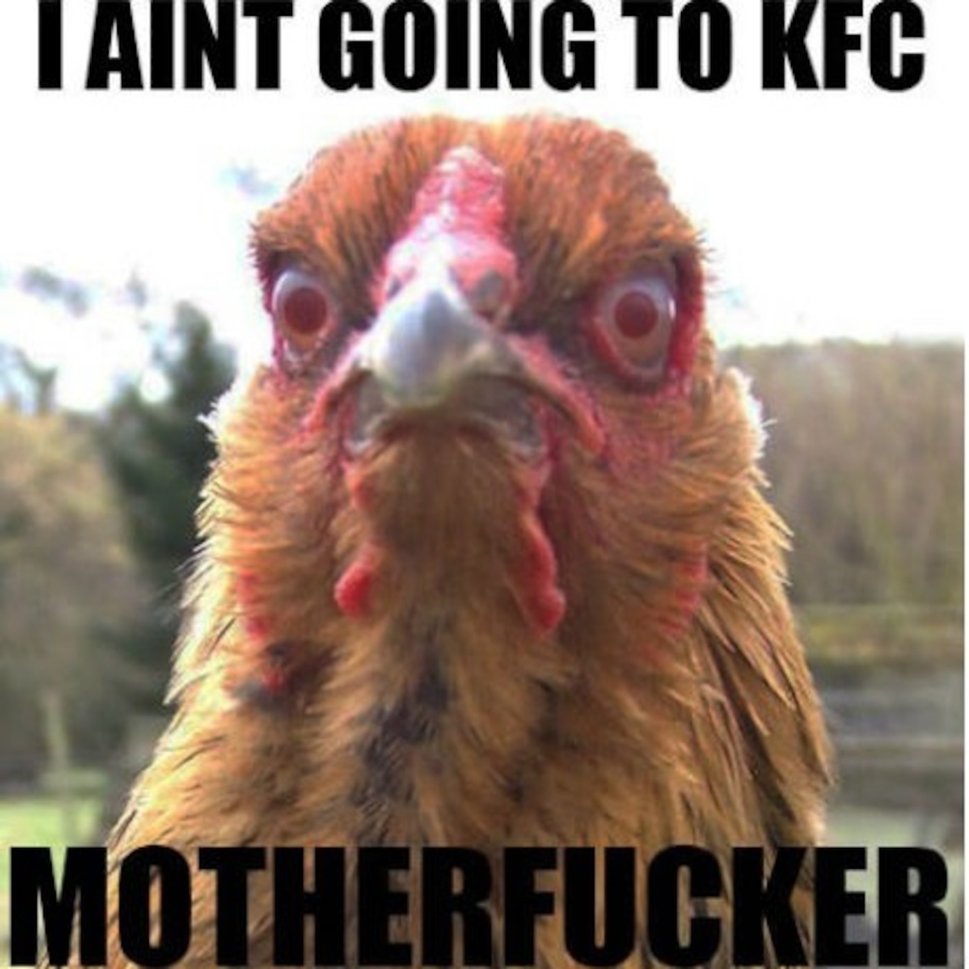 MMA Chicken - Round 03