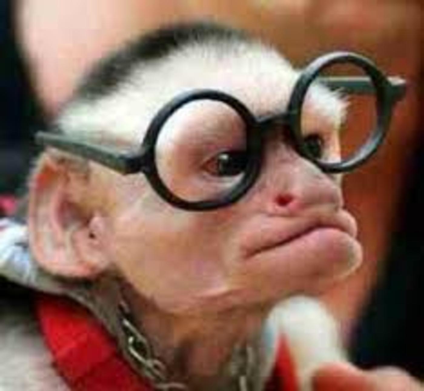Monkey say monkey do