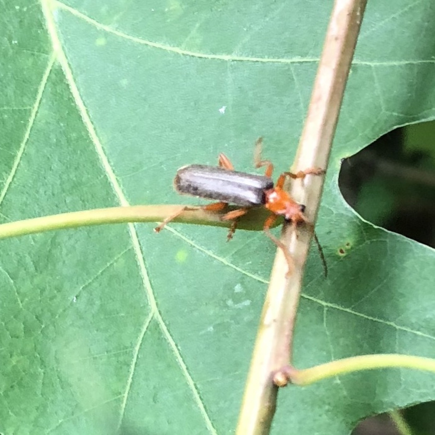 Running Through My Mind