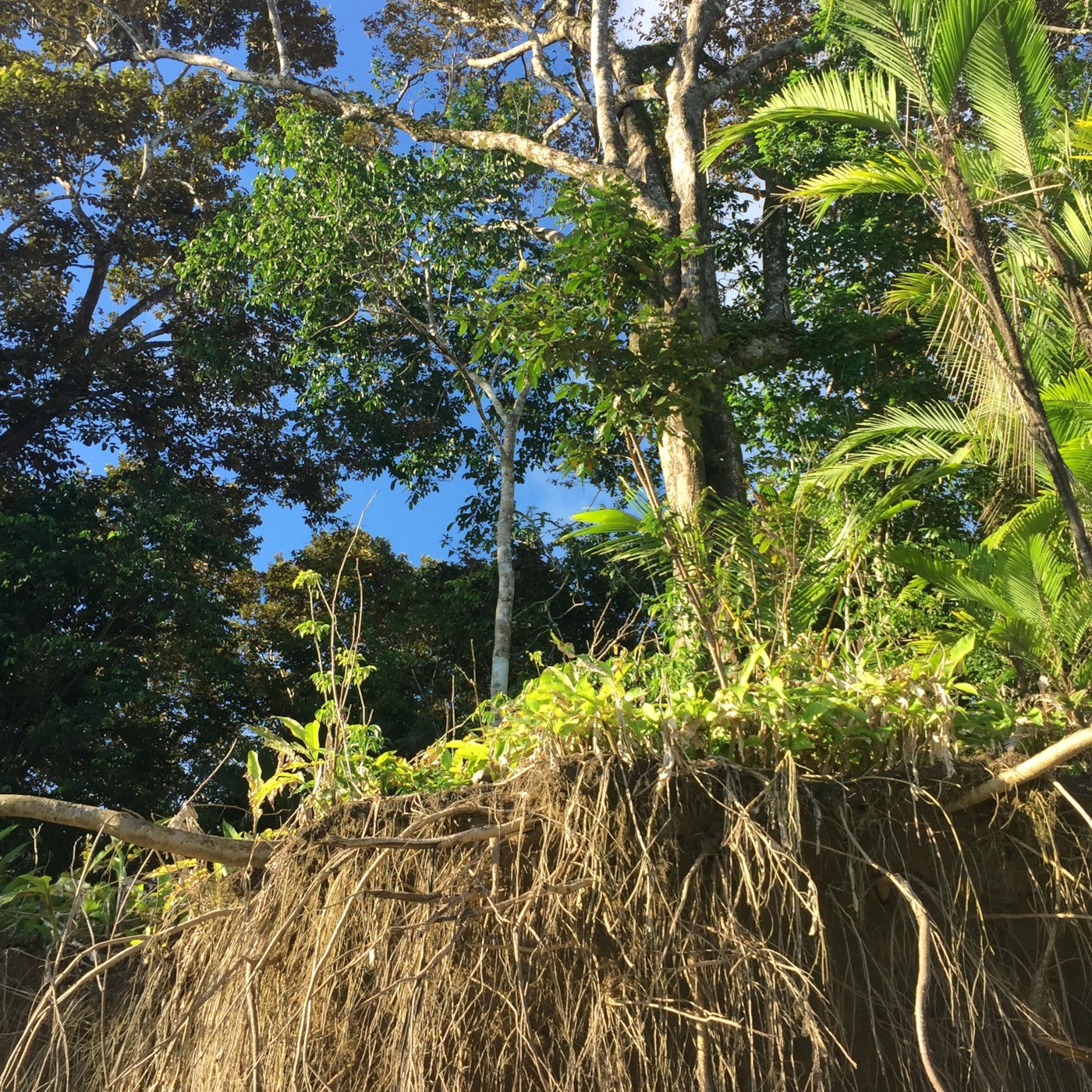 Tree Meditation