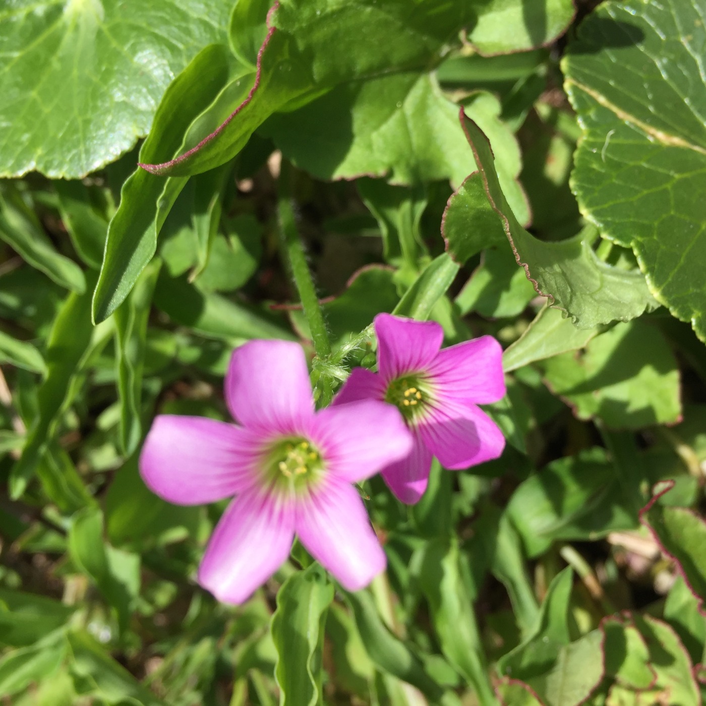 Divine Seedling Yoga Nidra