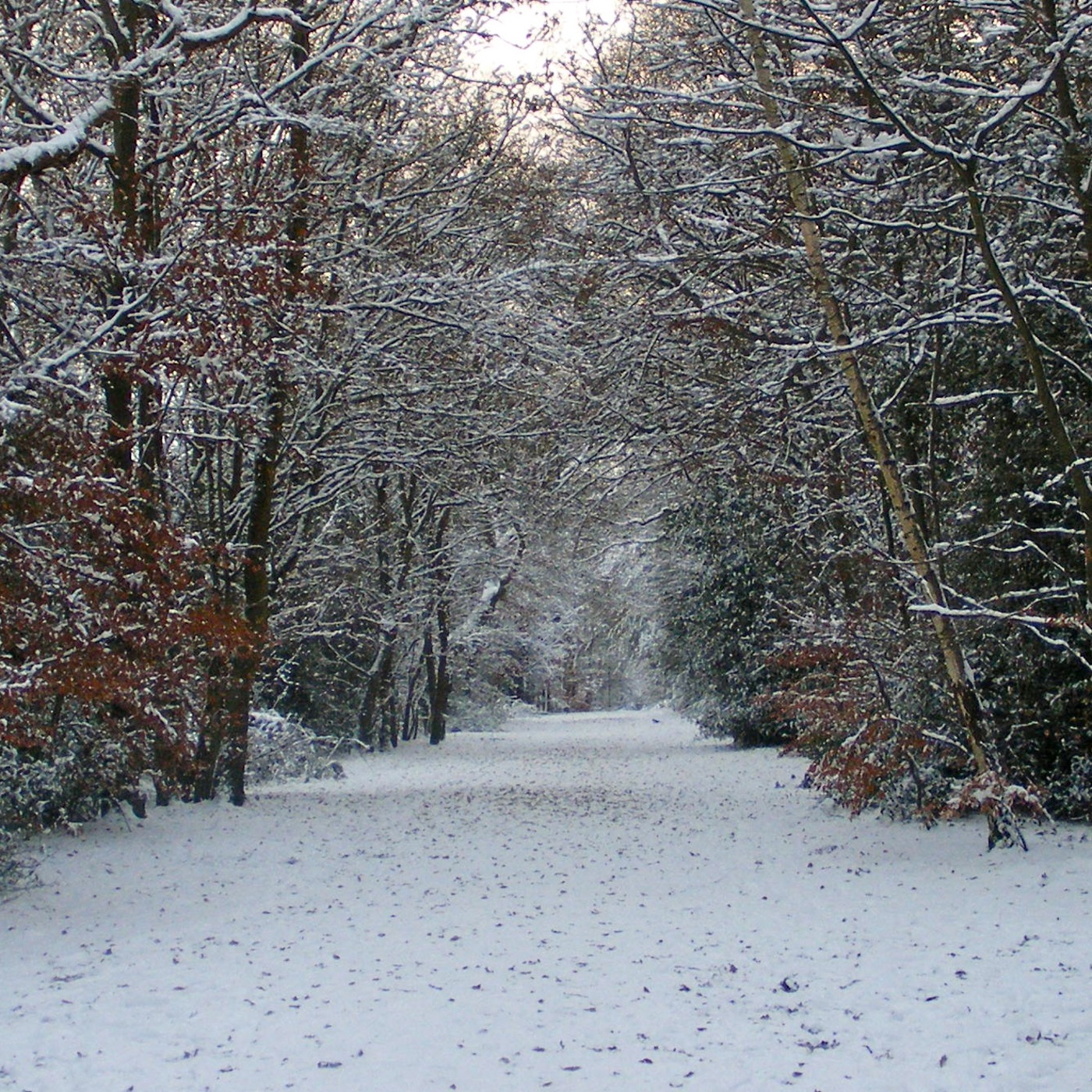 Ciar's Random House Musing's January Show   http://www.purple-radio.co.uk/