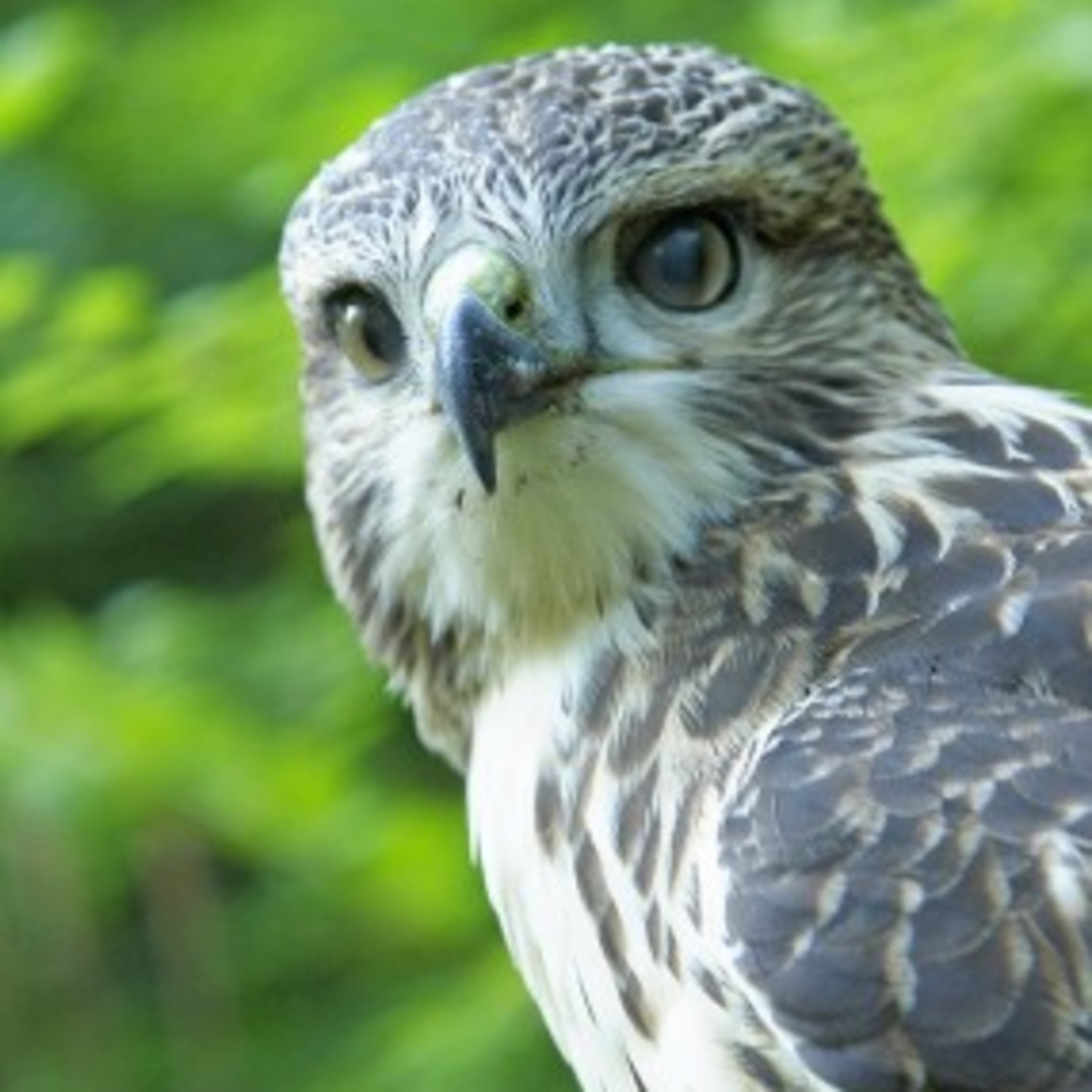 Why did I come up with the "Hawk Mindset" You deserve to read the story!