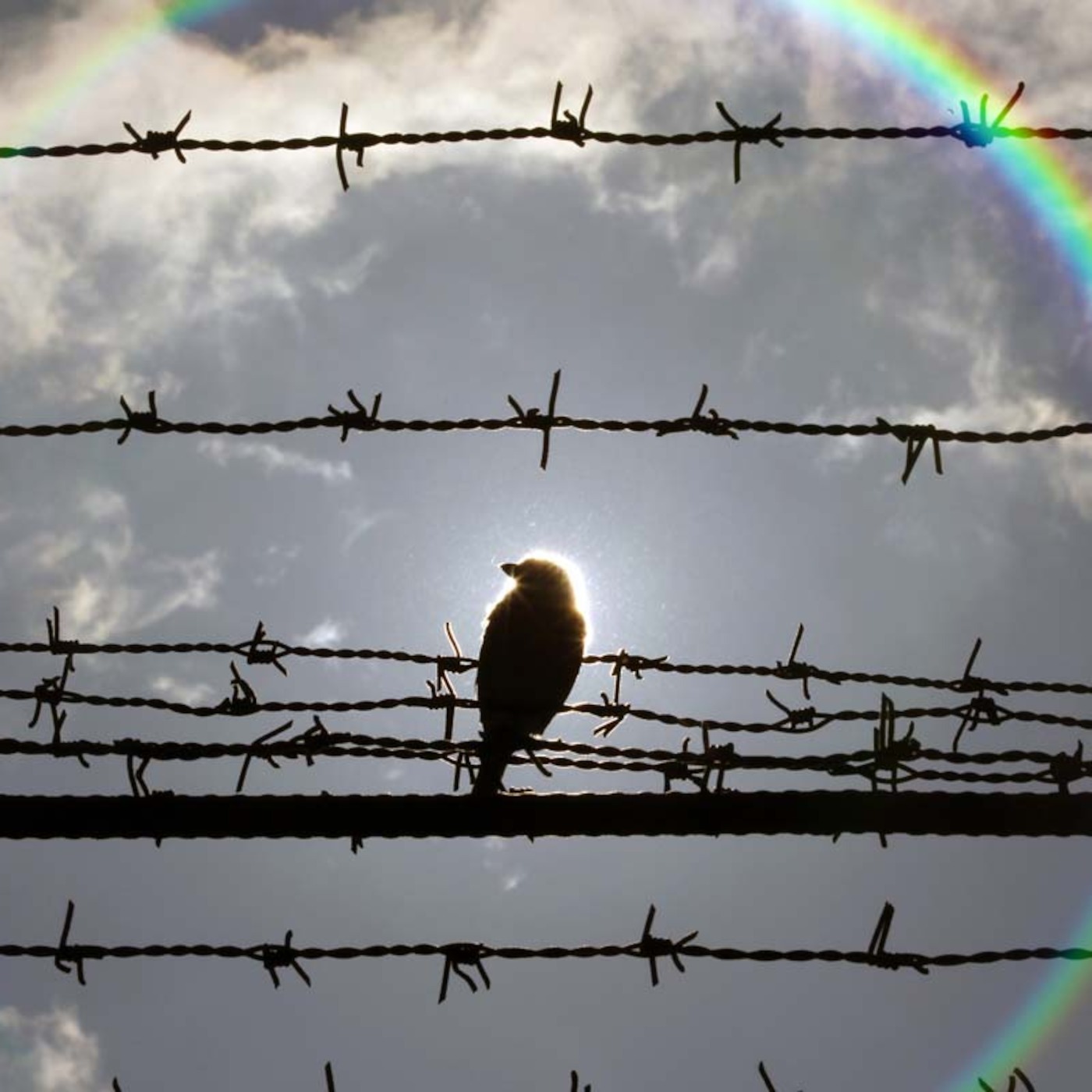 Episode 12 : Stop Arresting Birds!