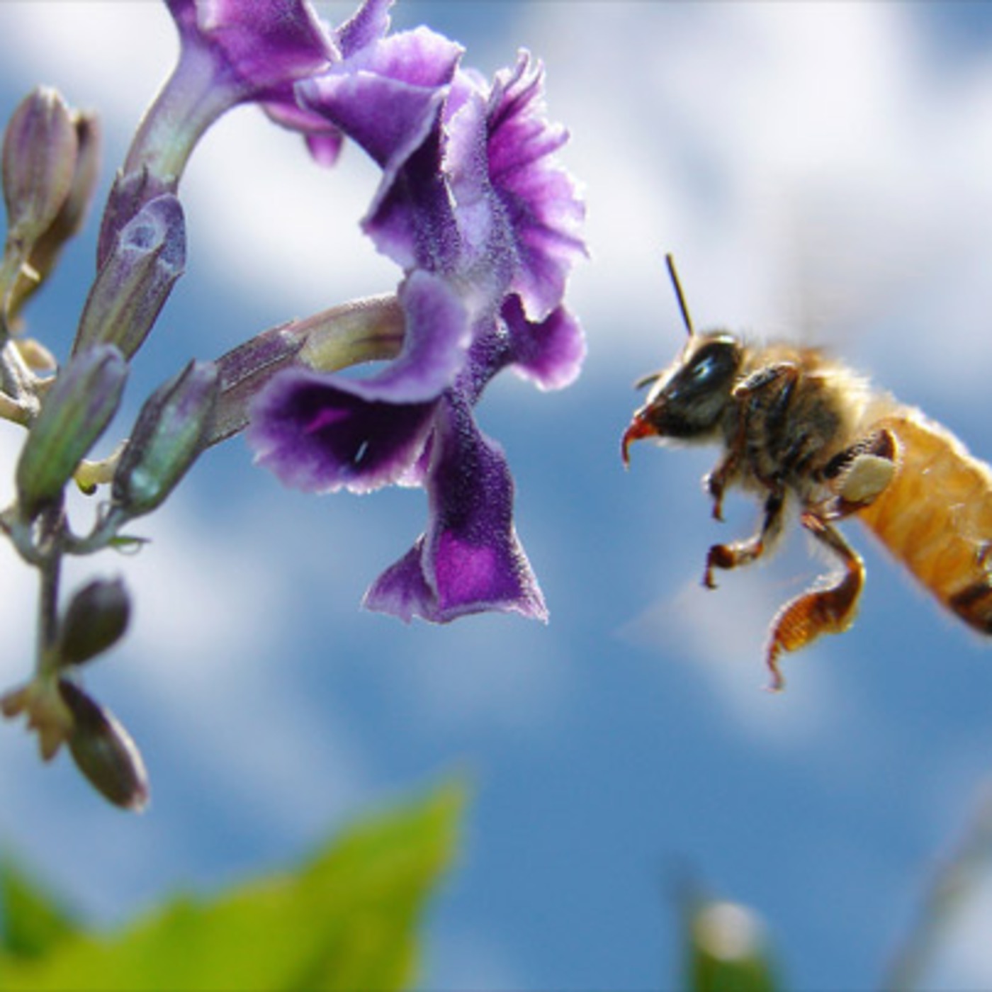 Episode 14 Scrapyard's Bees