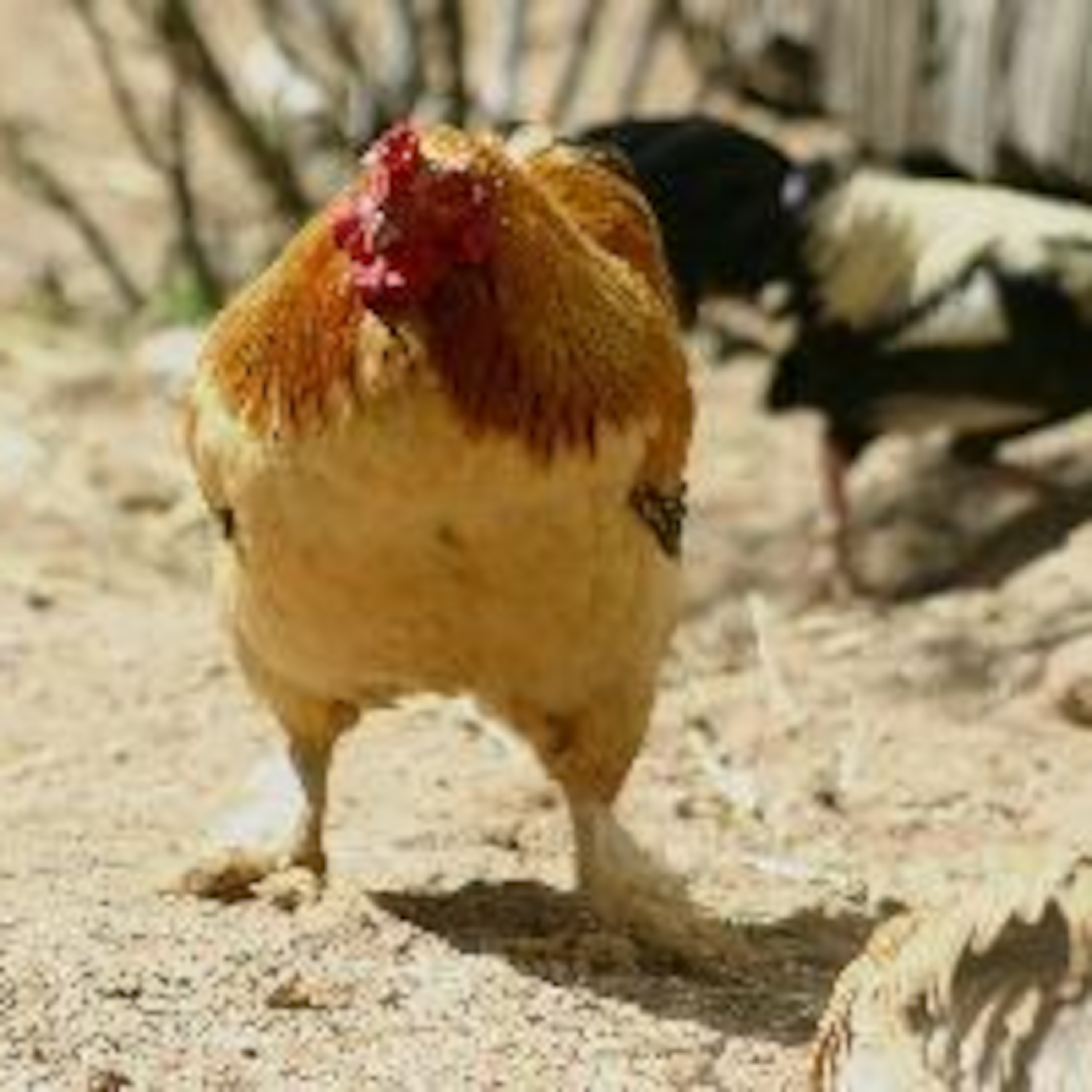 Avian Flu Podcast