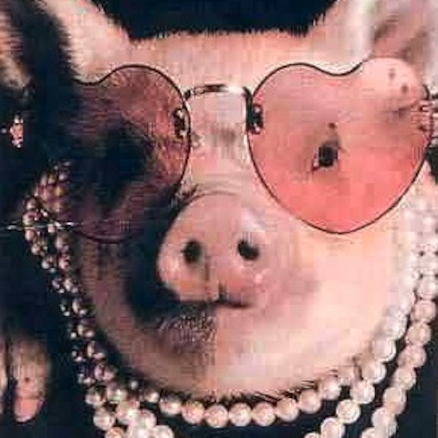 Pig in a Poke
