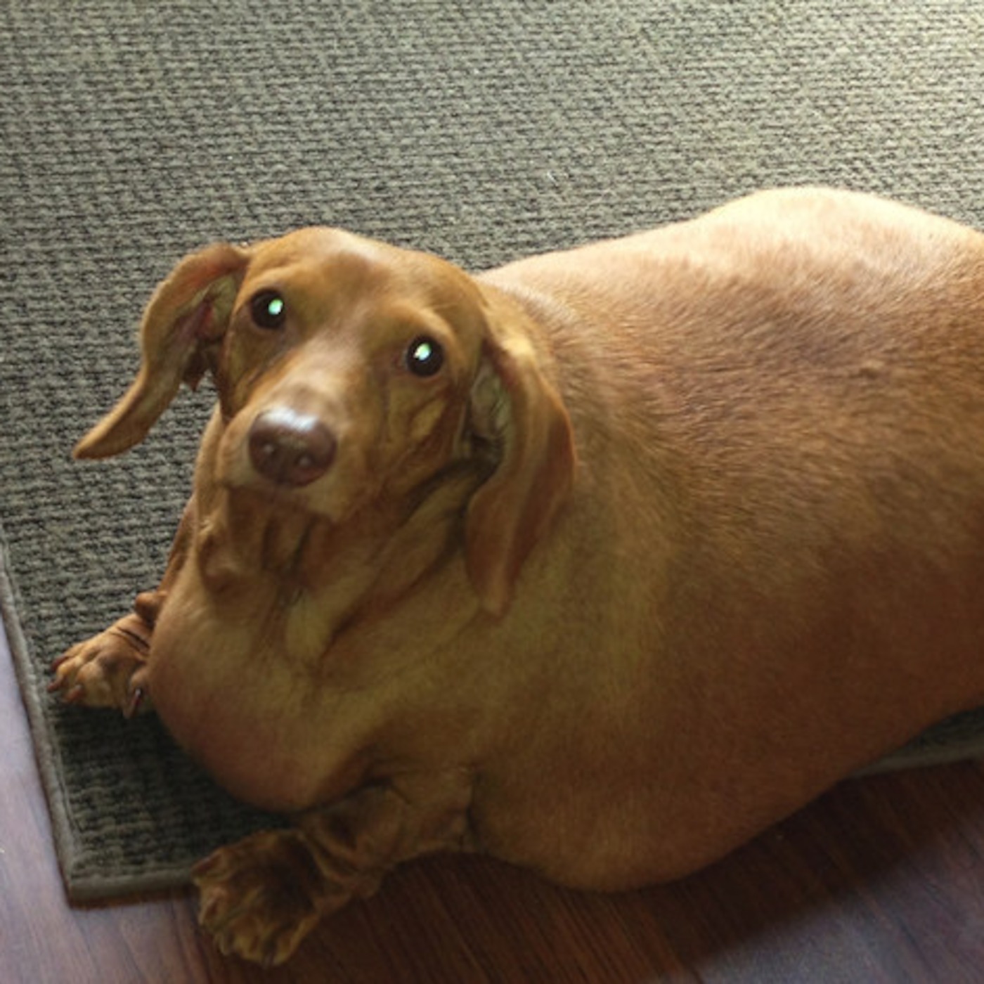 Room for Improvment Episode 2: Obese dogs and Kindergarten teachers