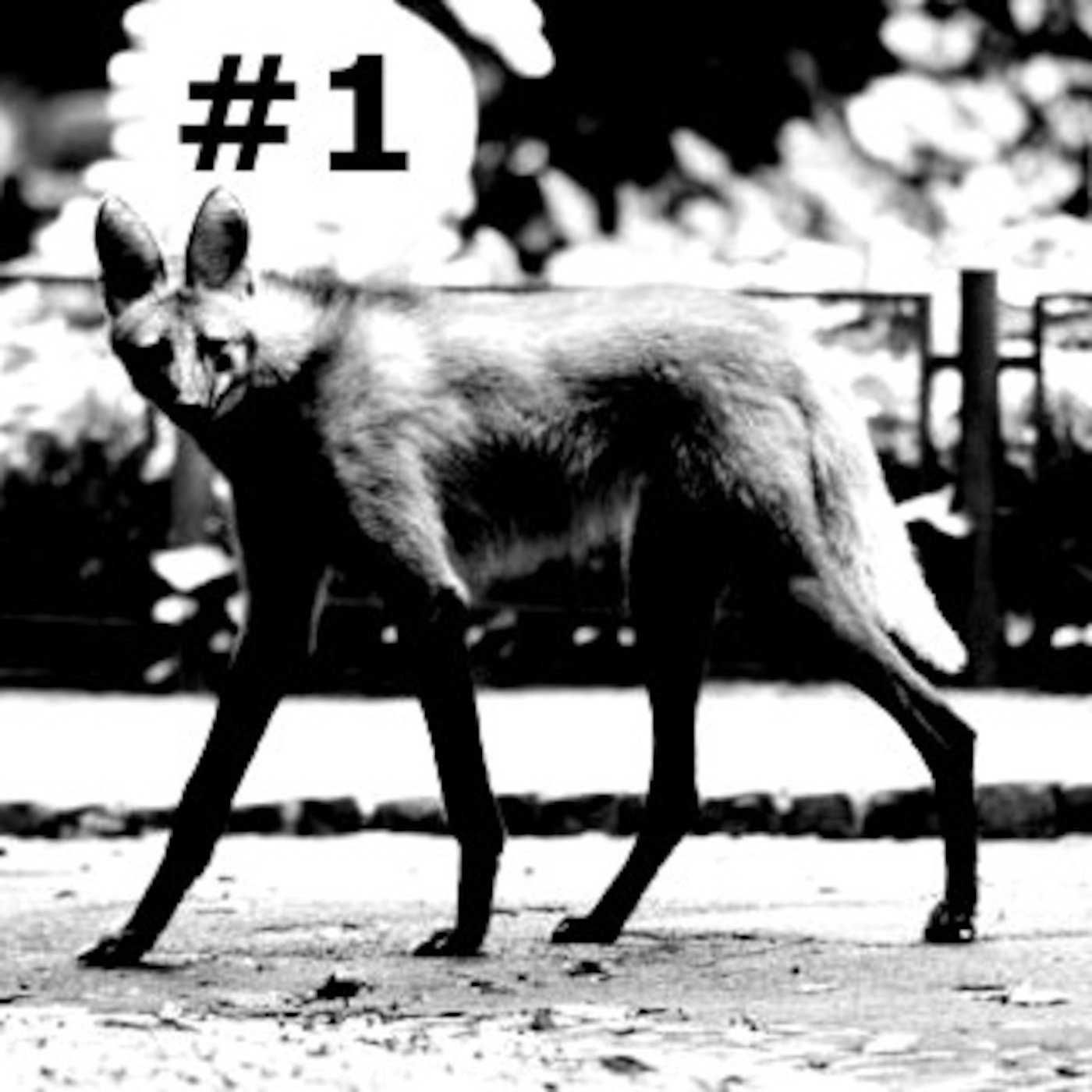 Seligaridicula # 1 episode artwork