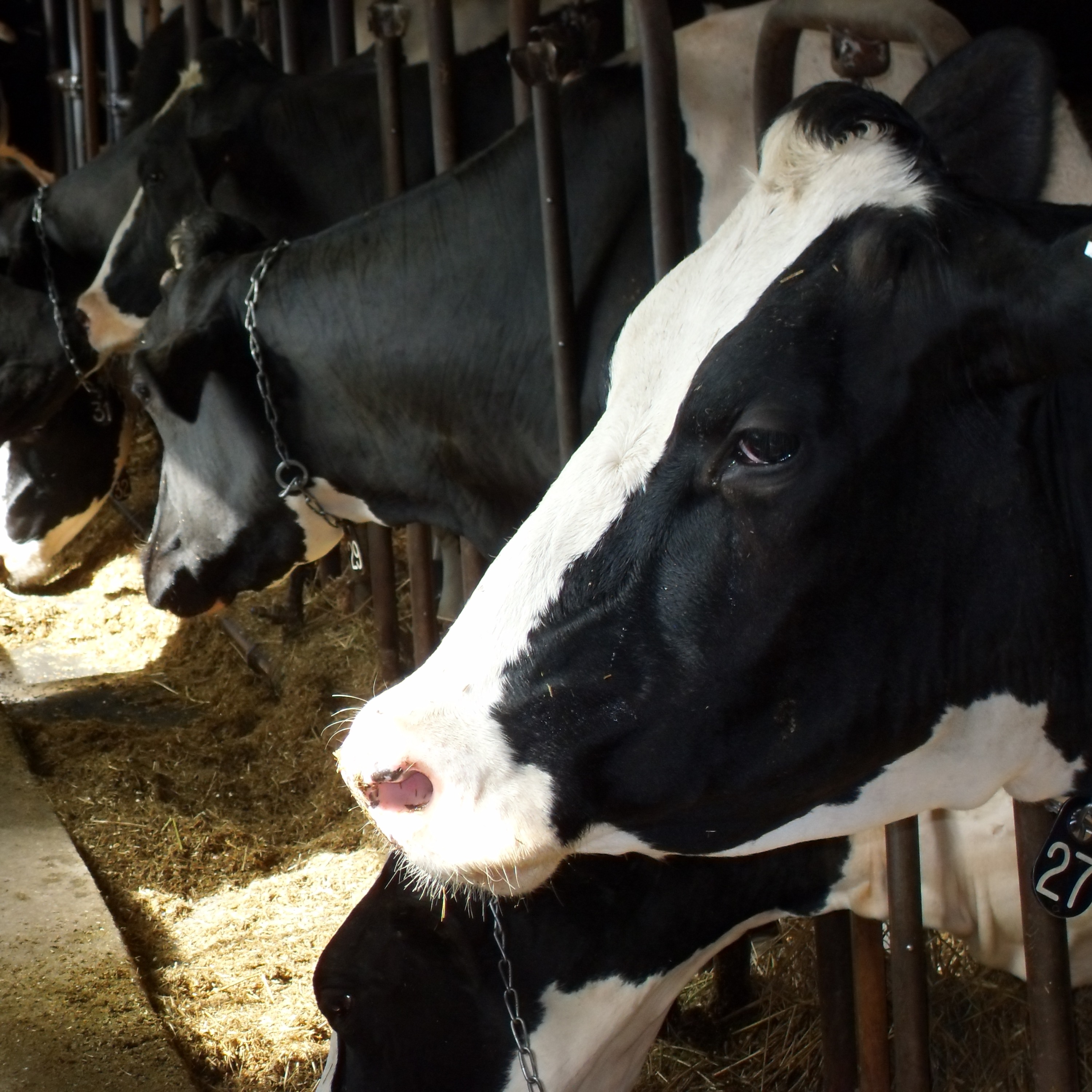 Episode 3 The Cow Story