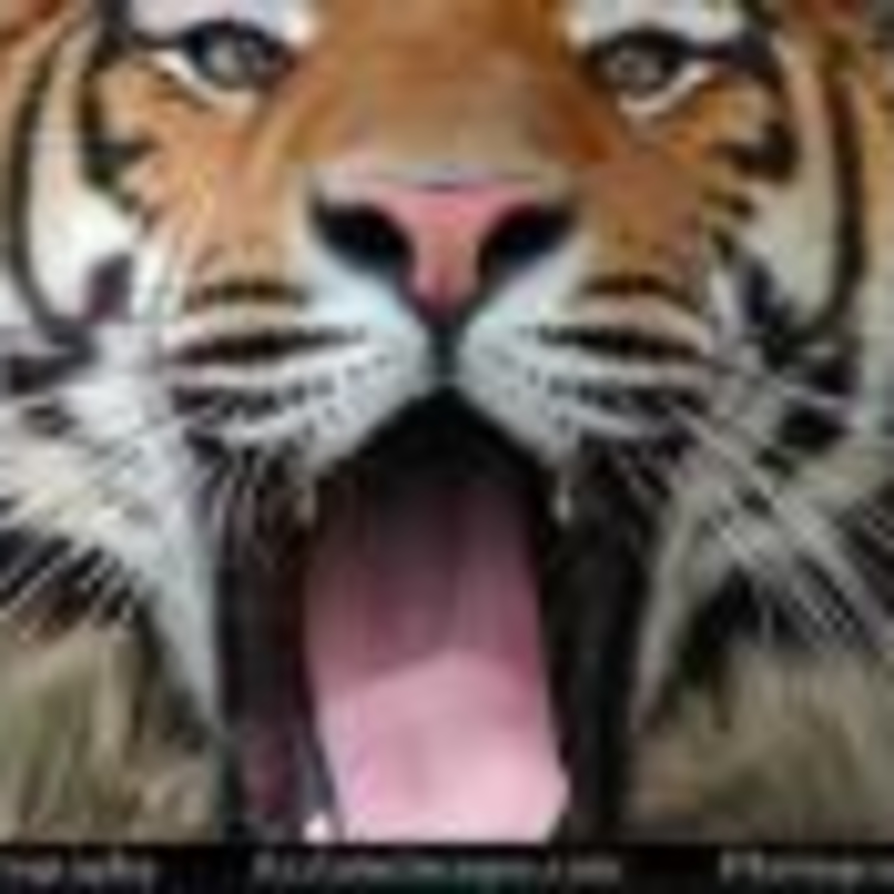 Animal Court