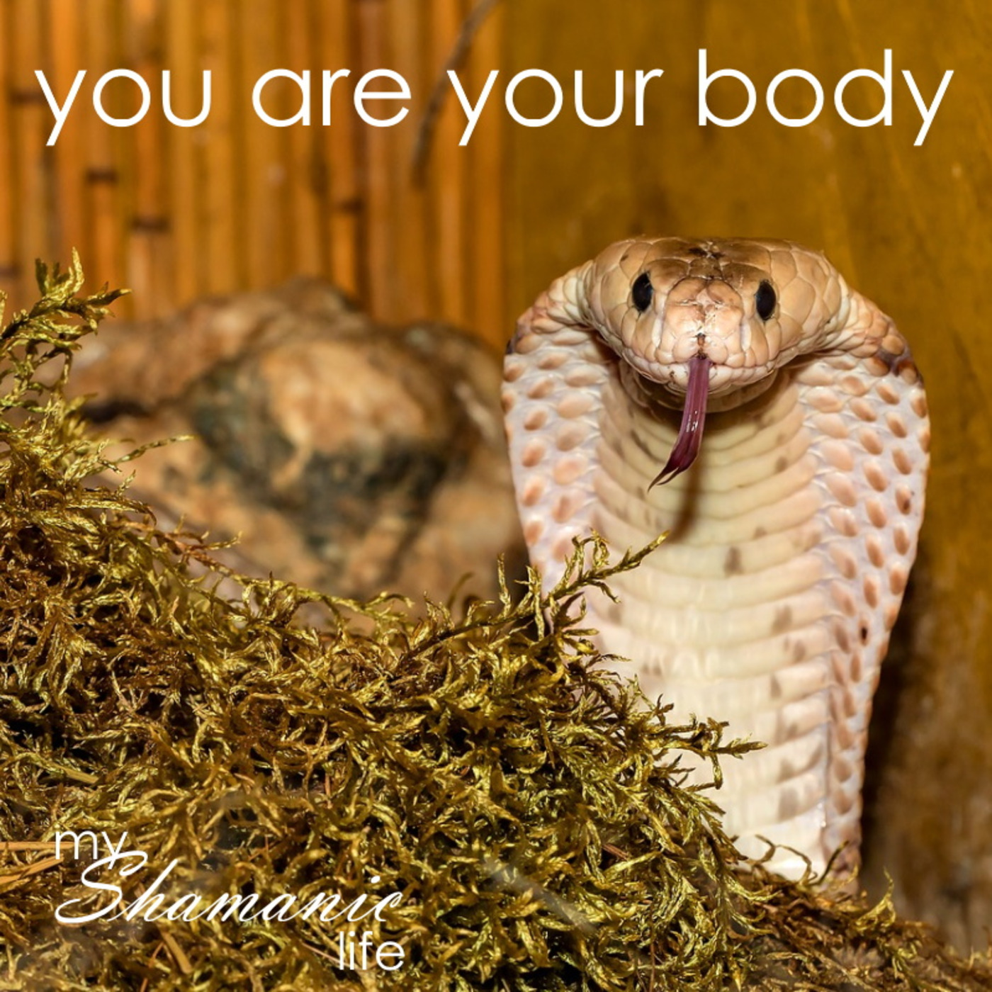 My Shamanic Life with Debbie Philp