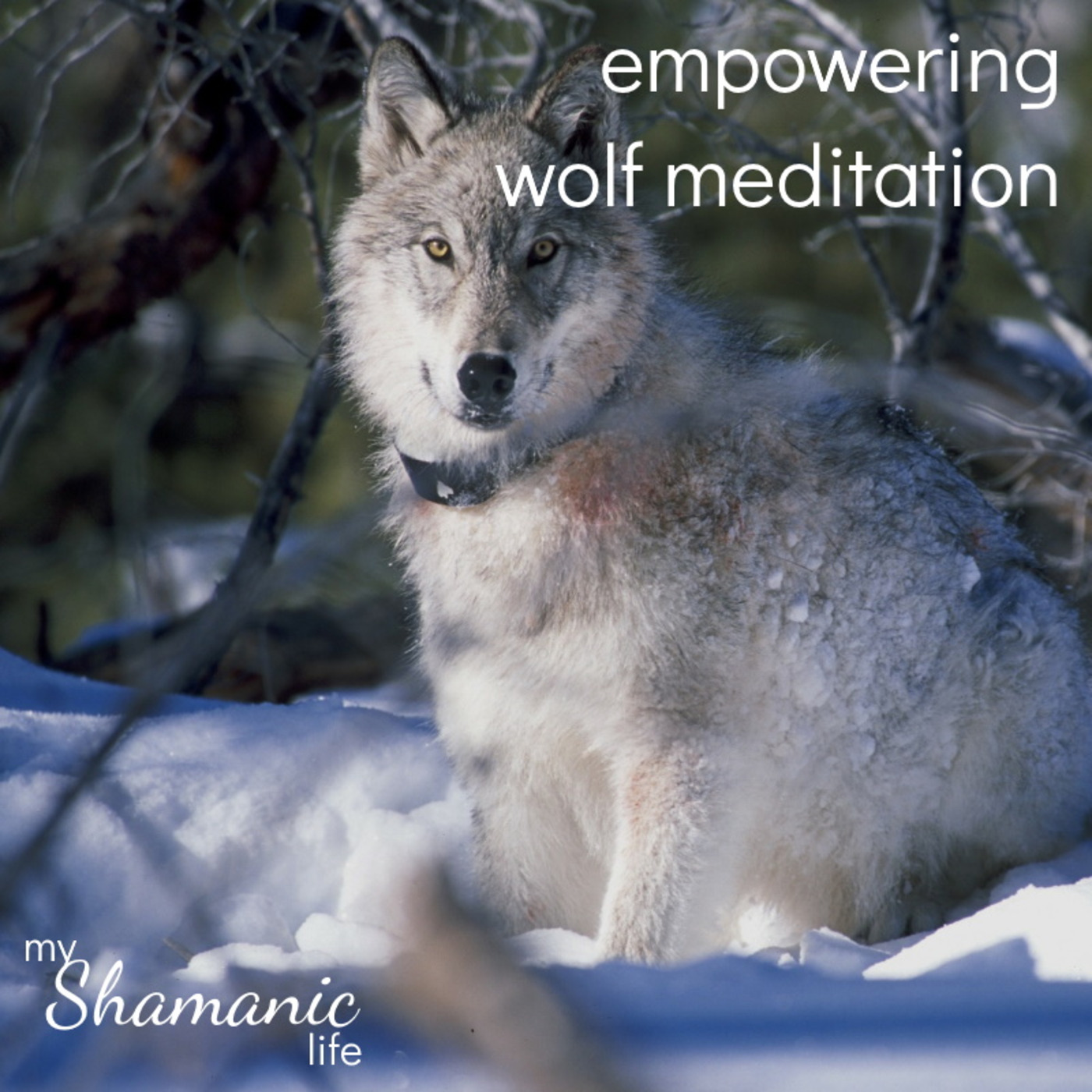 My Shamanic Life with Debbie Philp
