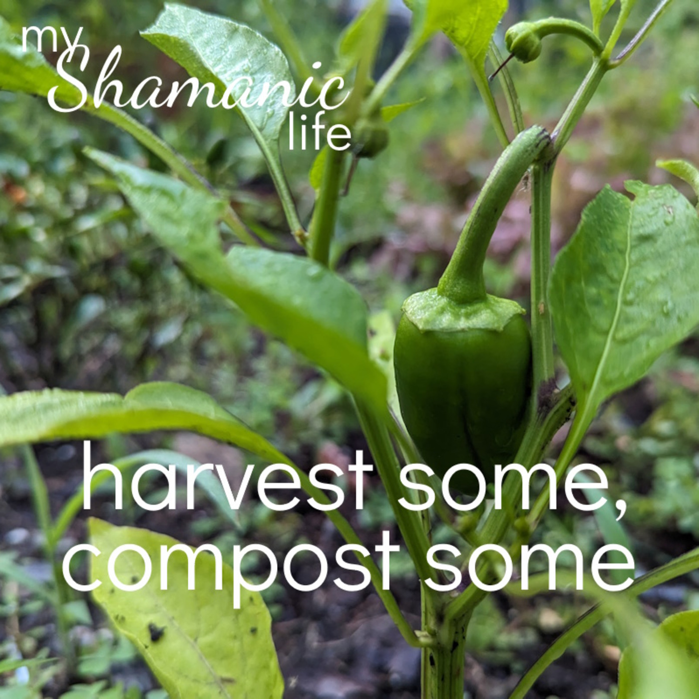My Shamanic Life with Debbie Philp