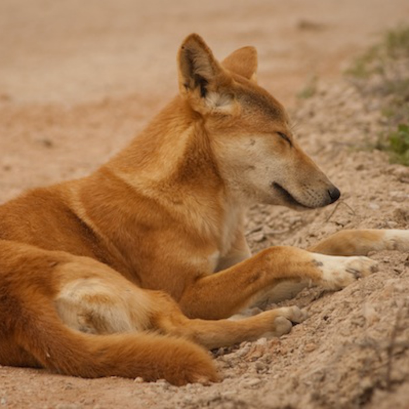 Extinctions in Near Time: Biodiversity Loss Since the Pleistocene