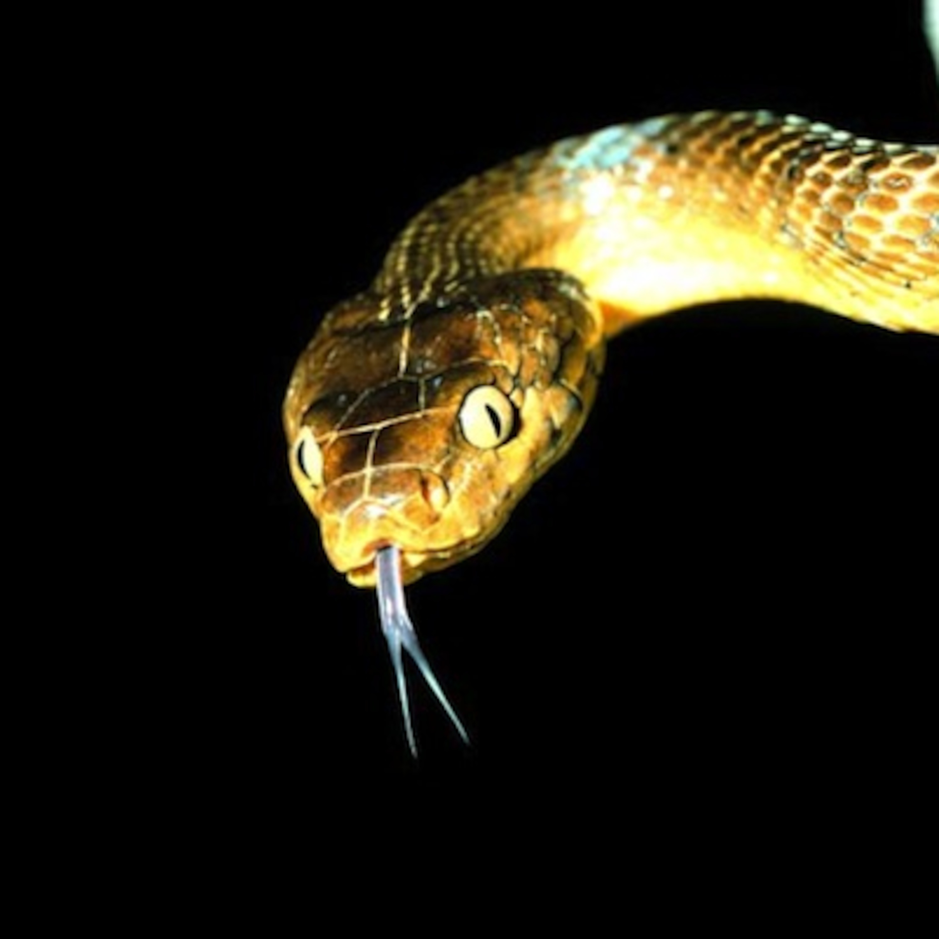 The last female just died:  A tale from Guam. By Joseph Topasna