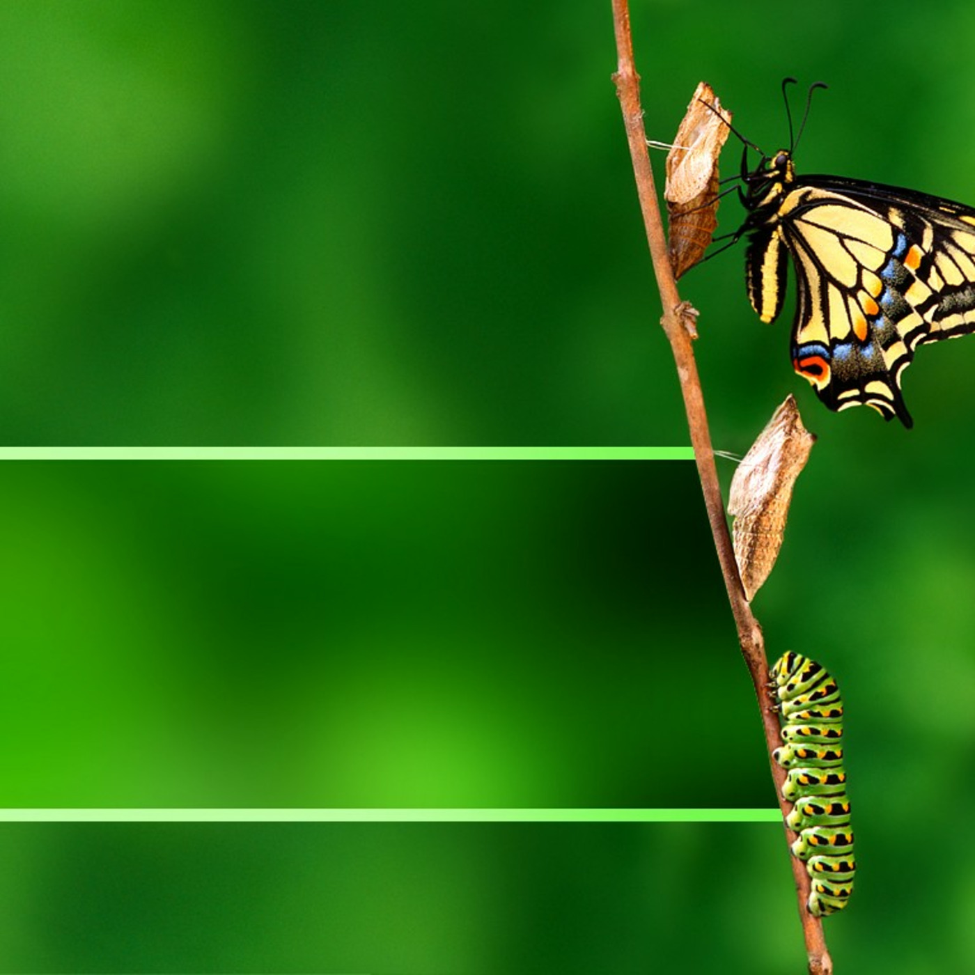 Lee Whitley\'s Podcast