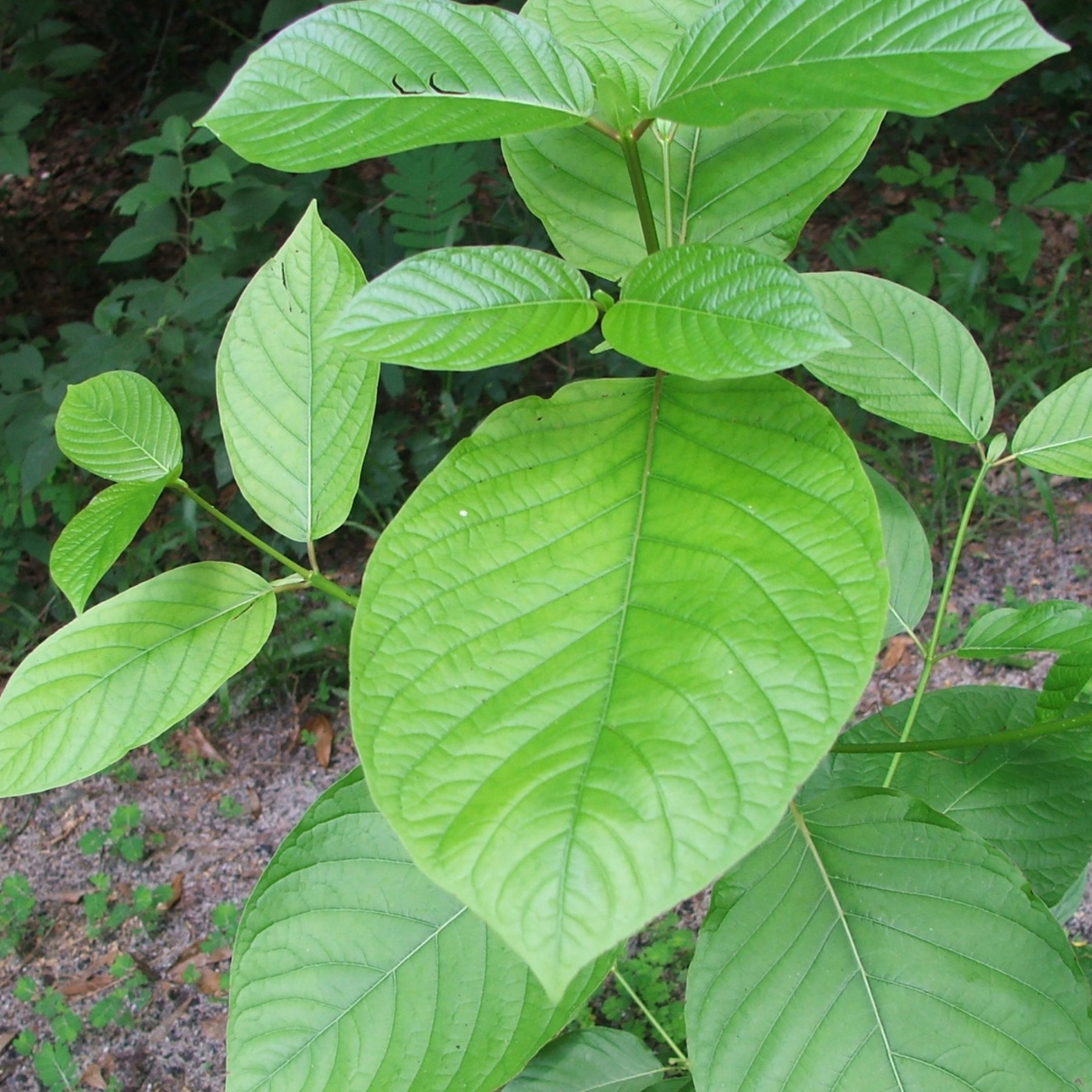 Dr. Gottlieb's Krazy Kratom Adventure