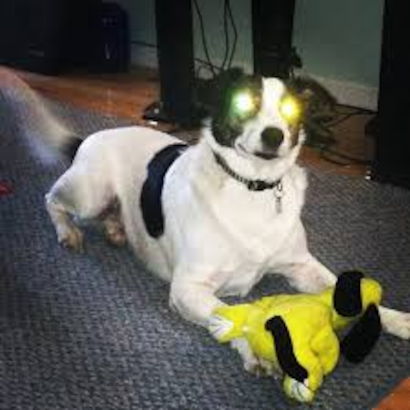 Do Cyborg Dogs Dream of Electric Walls?
