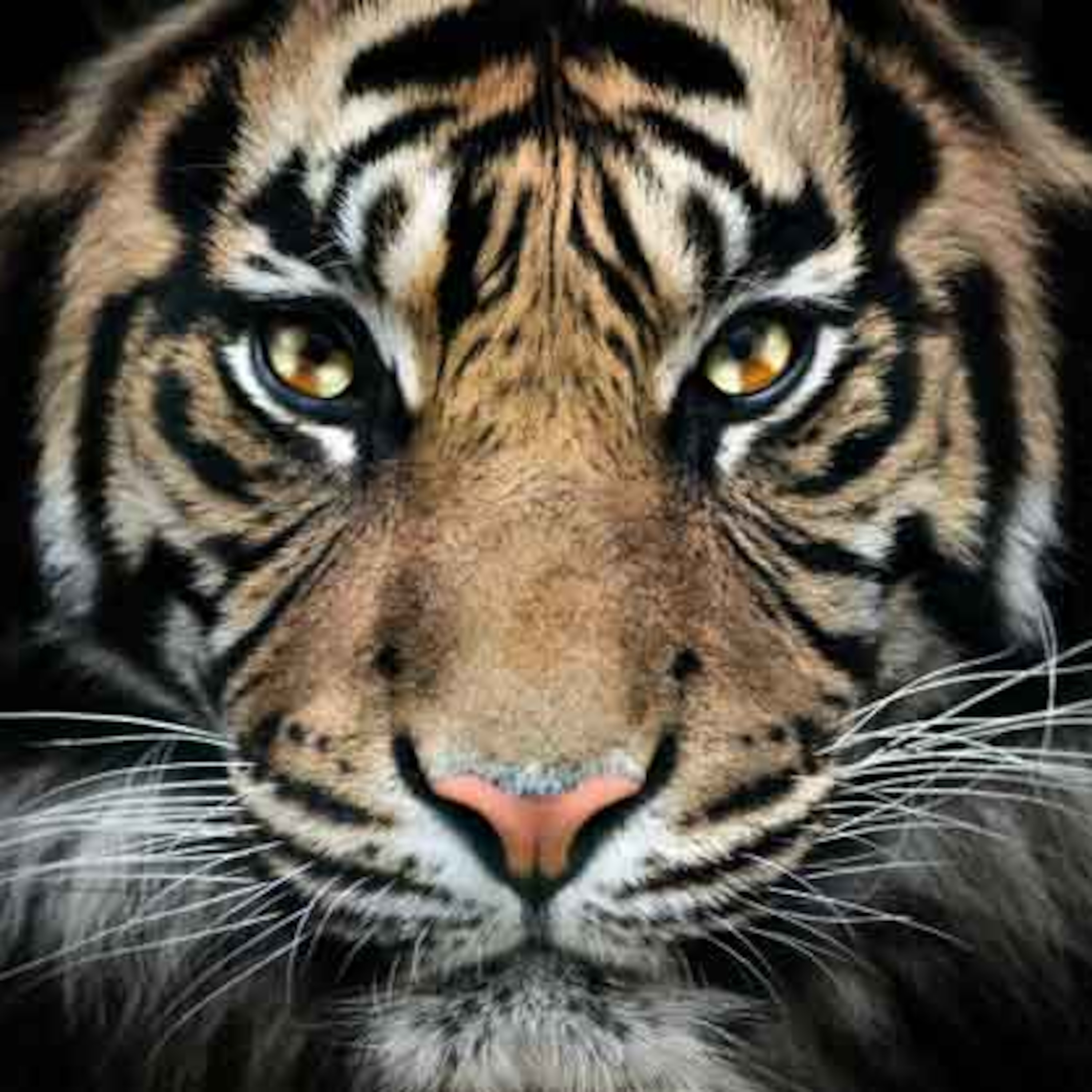 Тайгер 55. Взгляд тигра. Взгляд тигрицы. Глаз тигра. Зеленоглазый тигр.