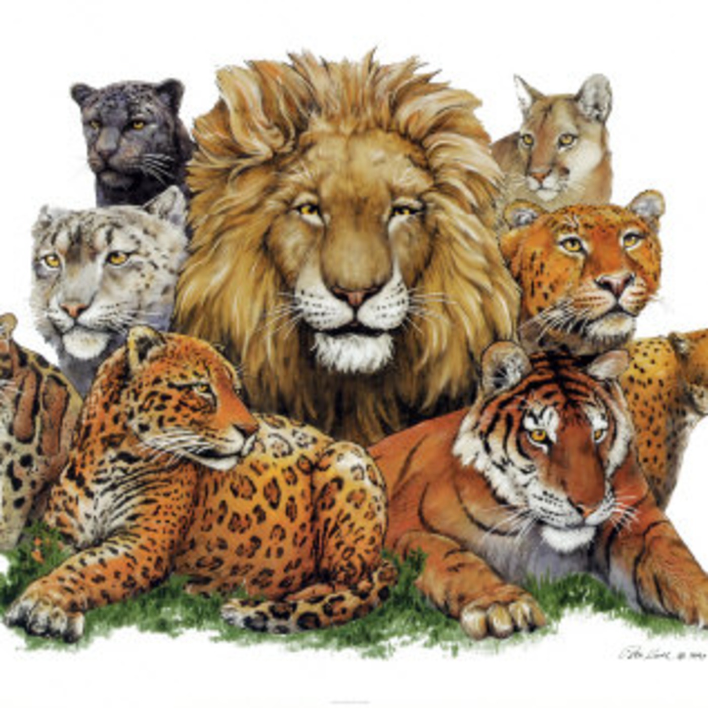 Cats and Their Senses!
