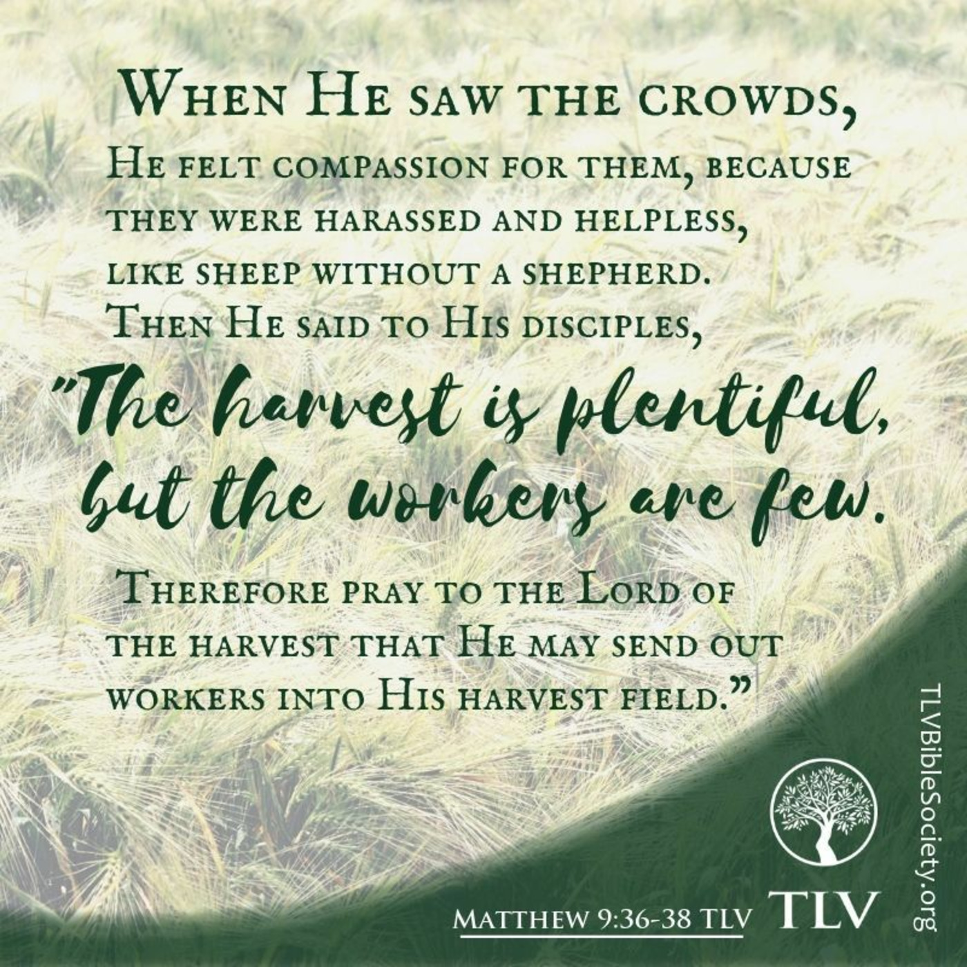 Episode 755: Episode 755  Moved With Compassion - What Jesus Sees episode artwork