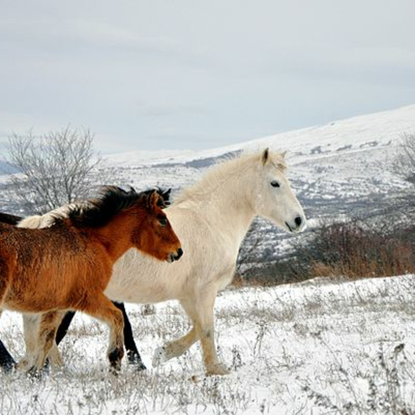 Public Lands Podcast