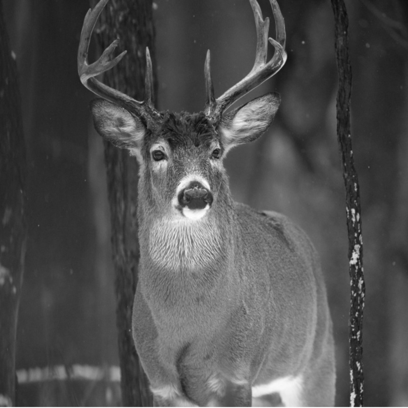 Public Lands Podcast