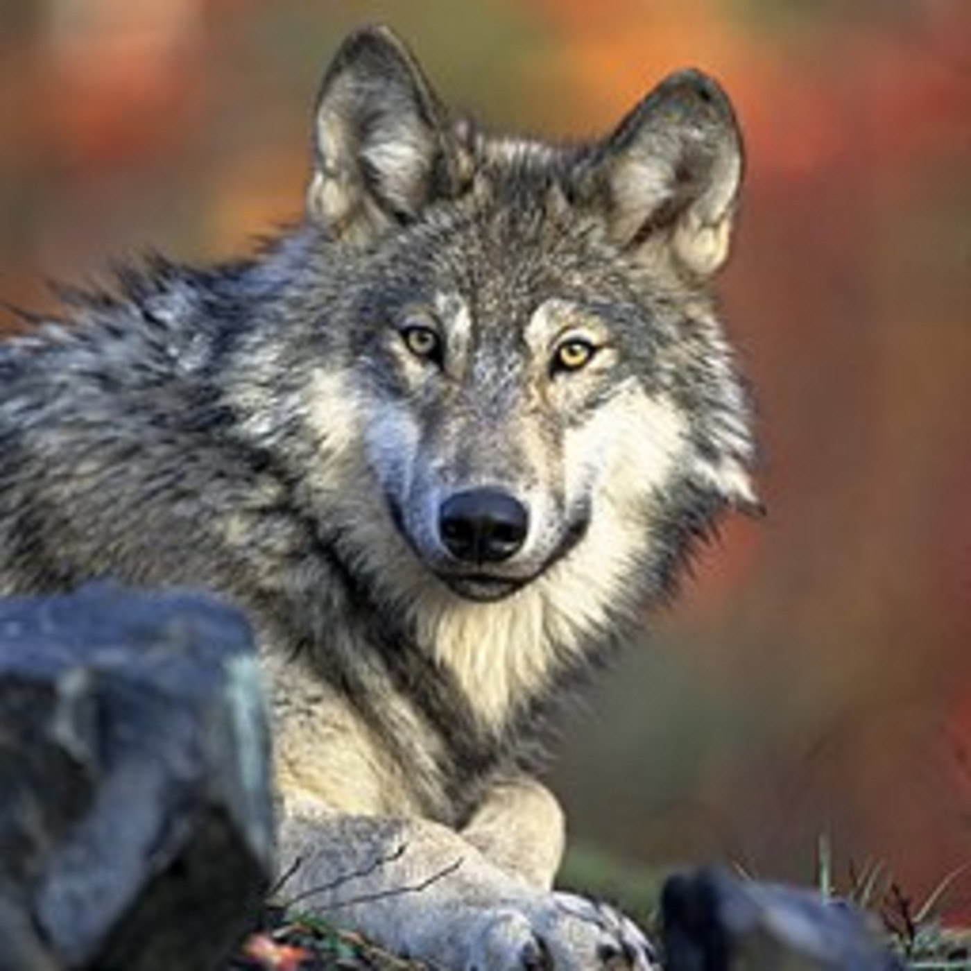 Public Lands Podcast