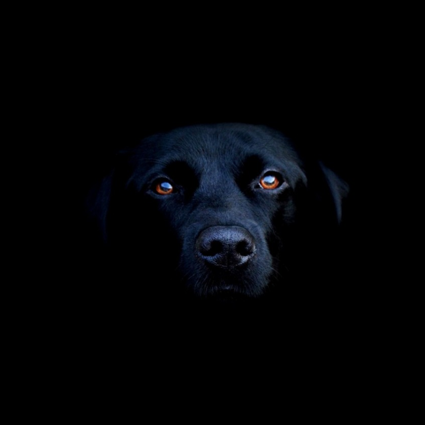My Dear Dog episode artwork