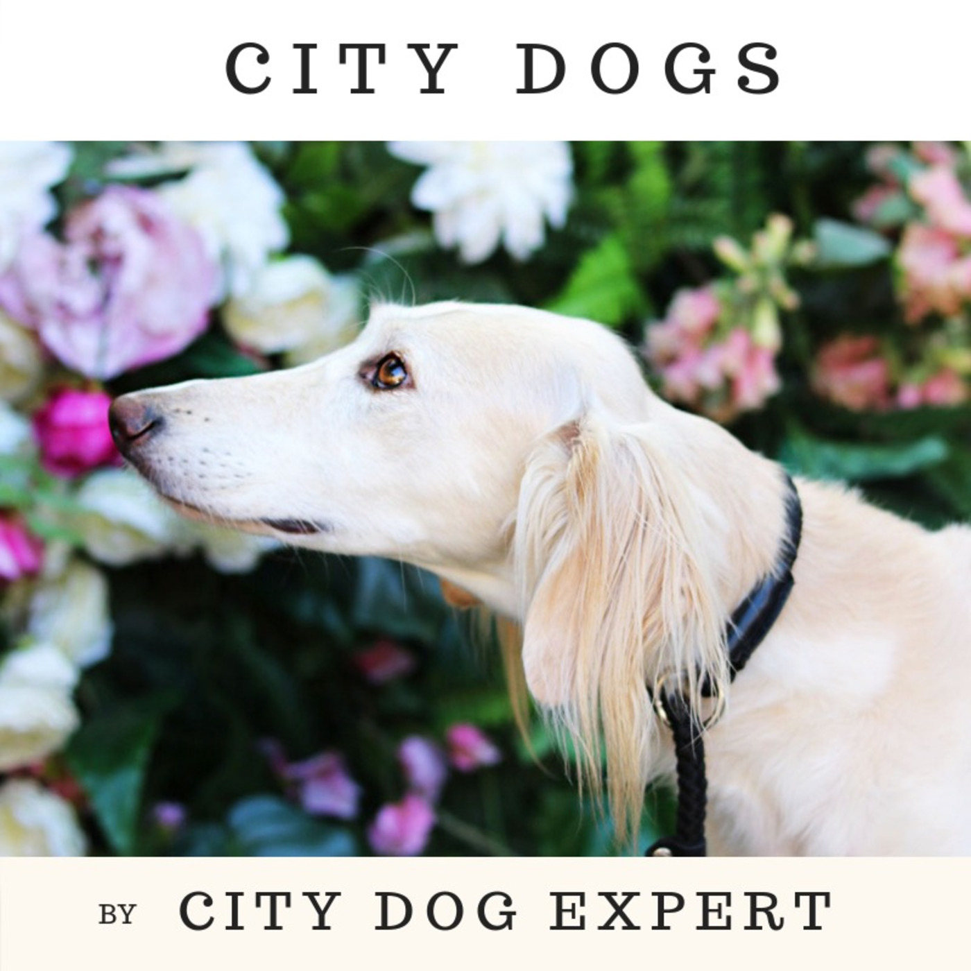 CITY DOGS - Episode 3 - LE CORGI