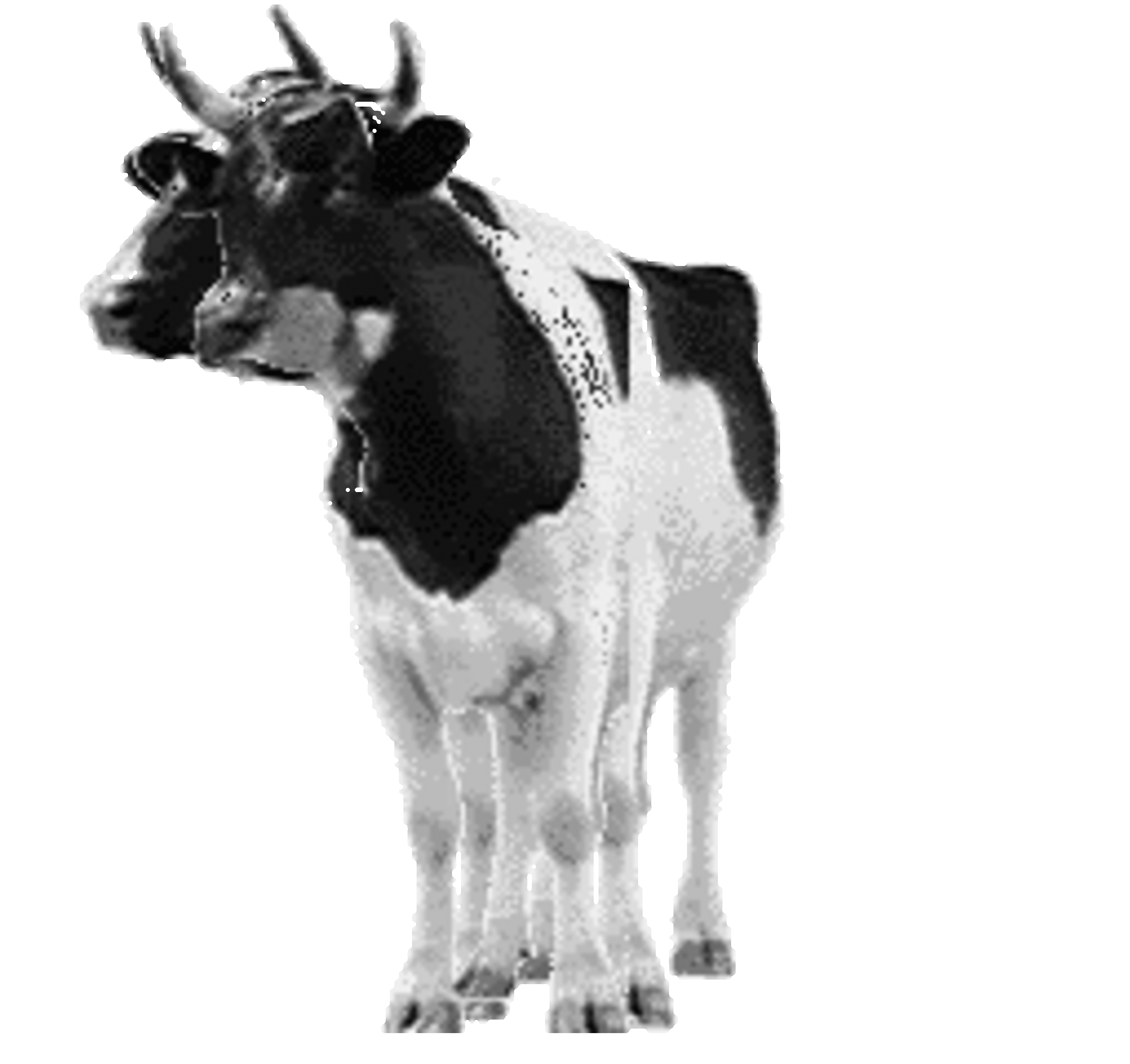 Bovine Music Show Dialup Archives2