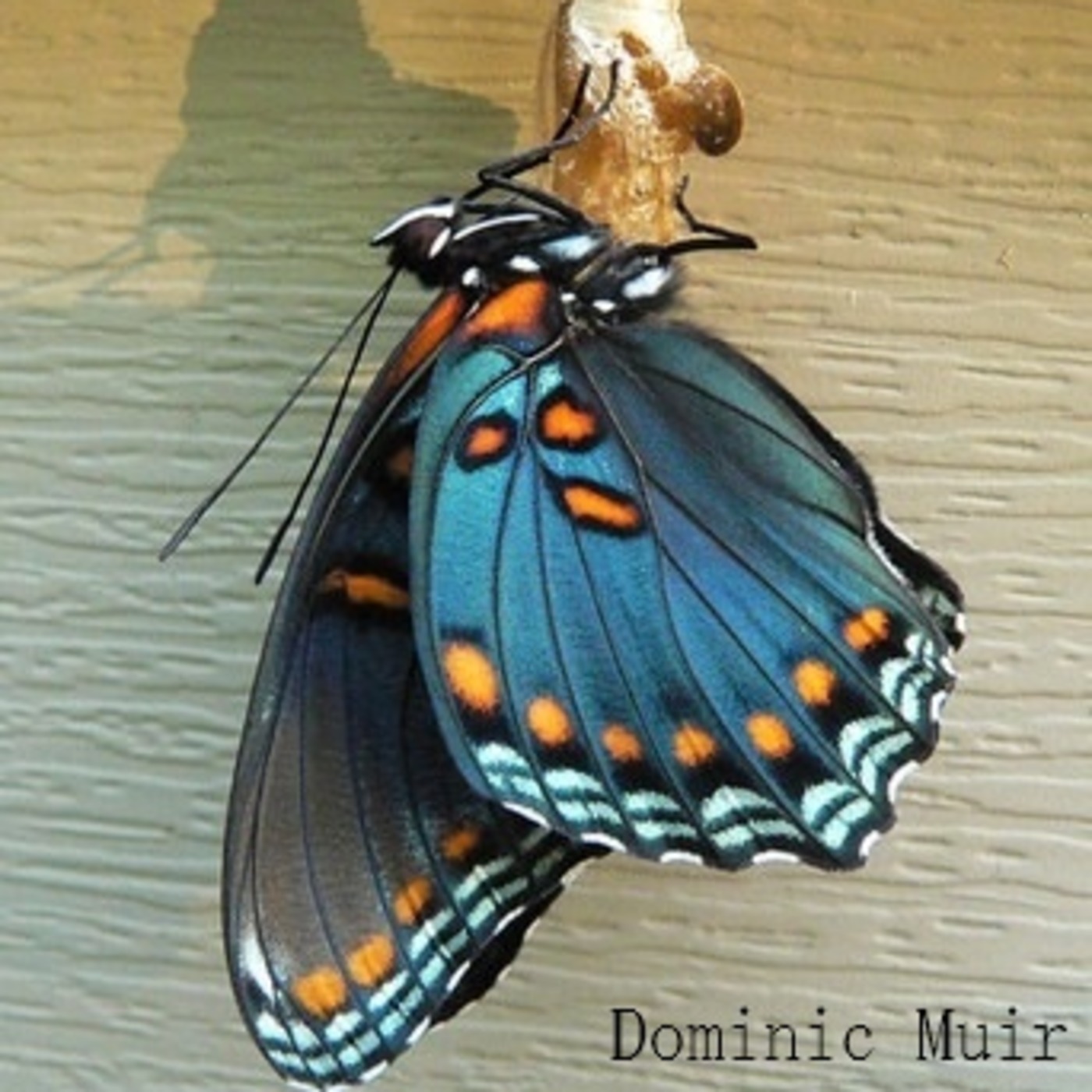 'The Imperative of the New Birth' by Dominic Muir episode artwork
