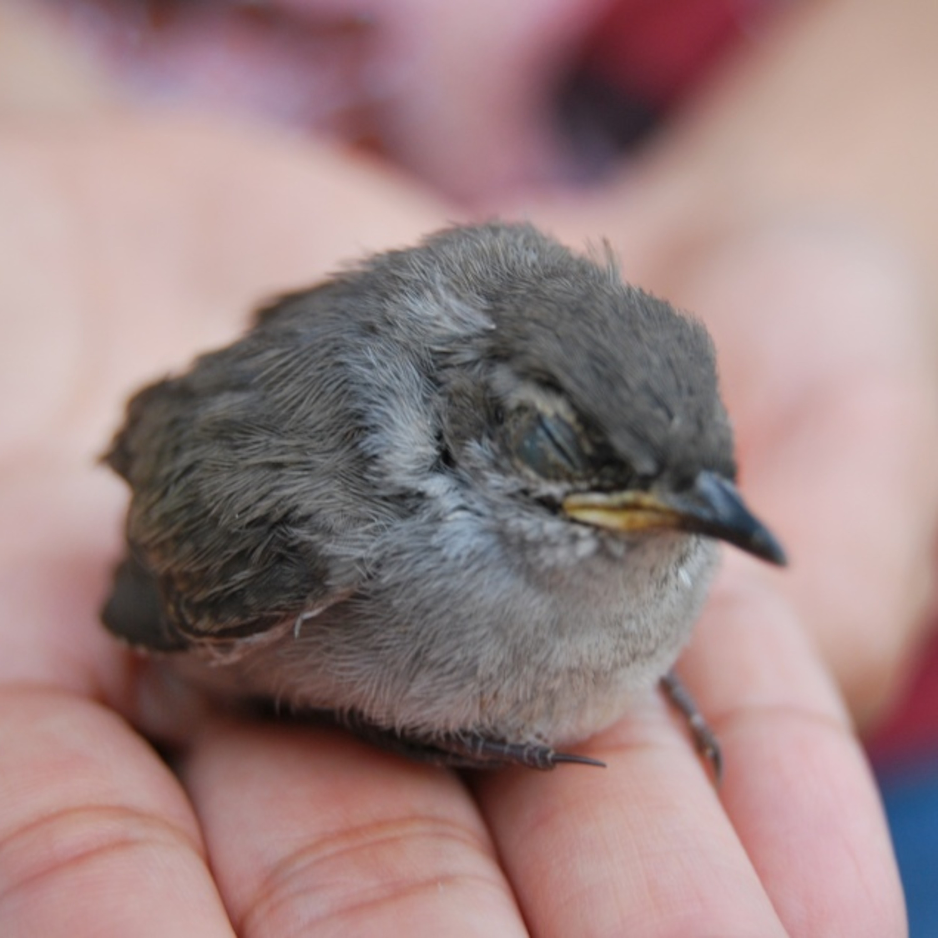 DavPelton\'s FraudCast