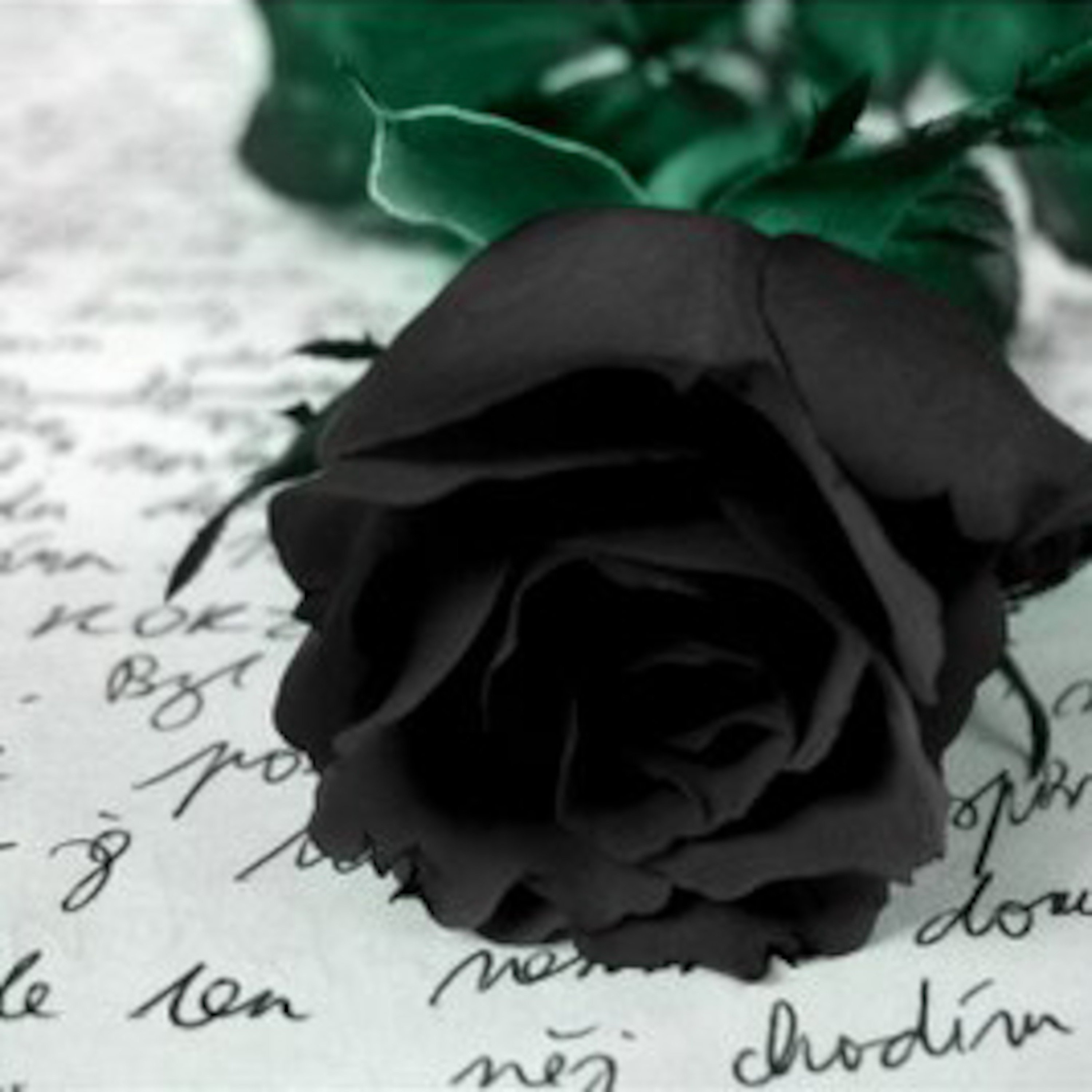 Rosa de Sanatorio