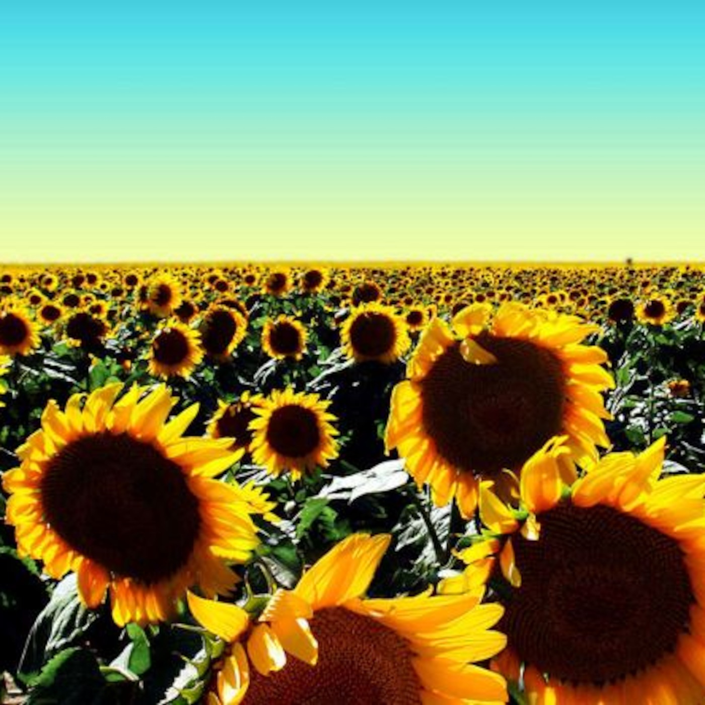 Dave Allison- Summer Sun Mix