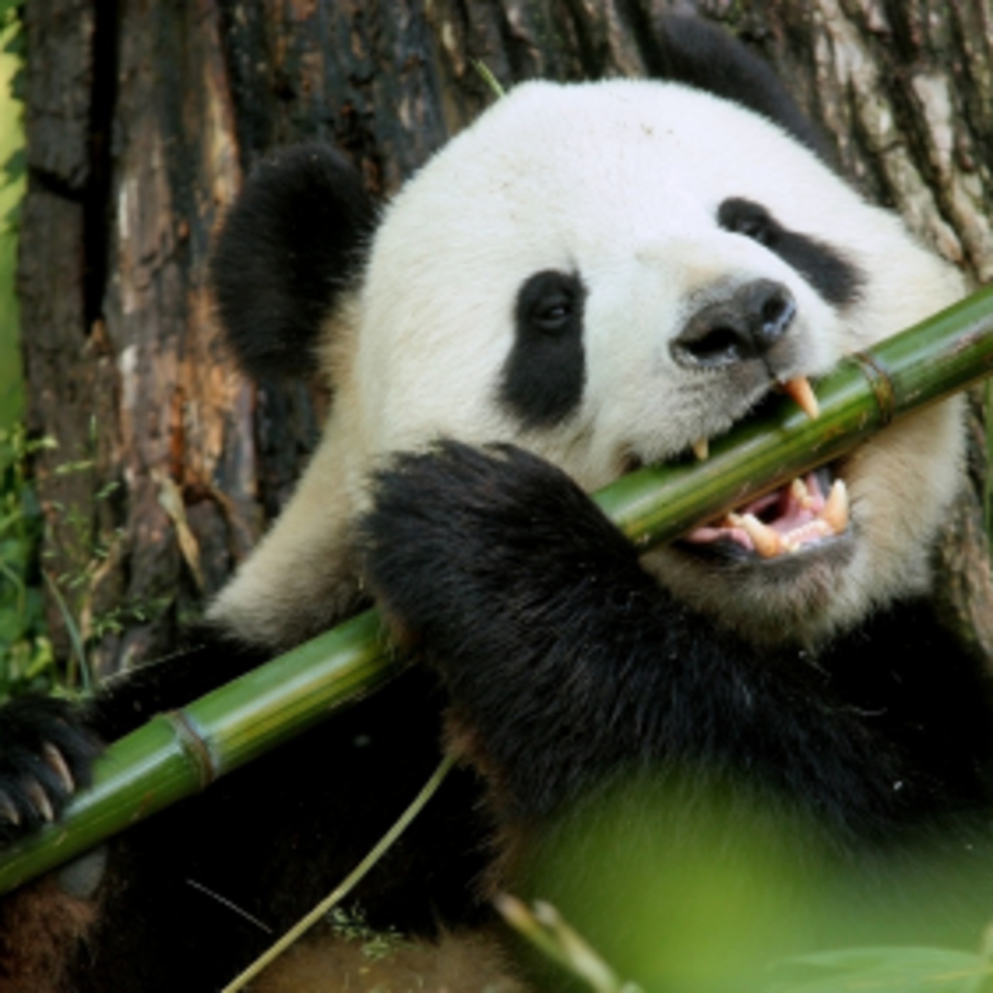 Panda Monium Monday 1 -Bamboo Bass