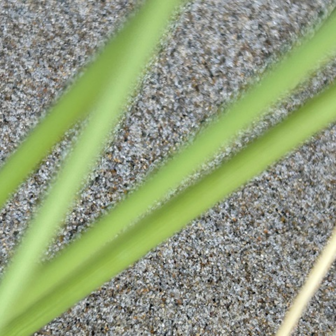 The Institute Of Spectra-Sonic Sound