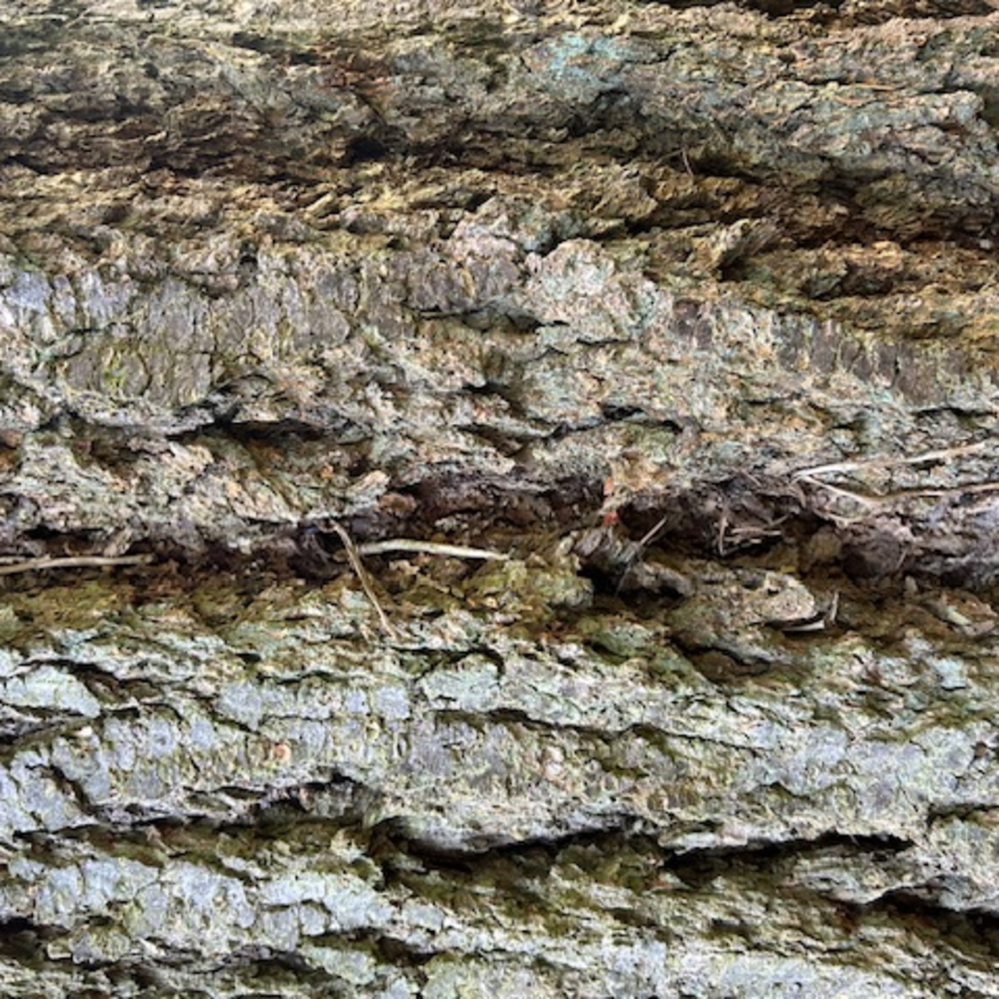 The Institute Of Spectra-Sonic Sound