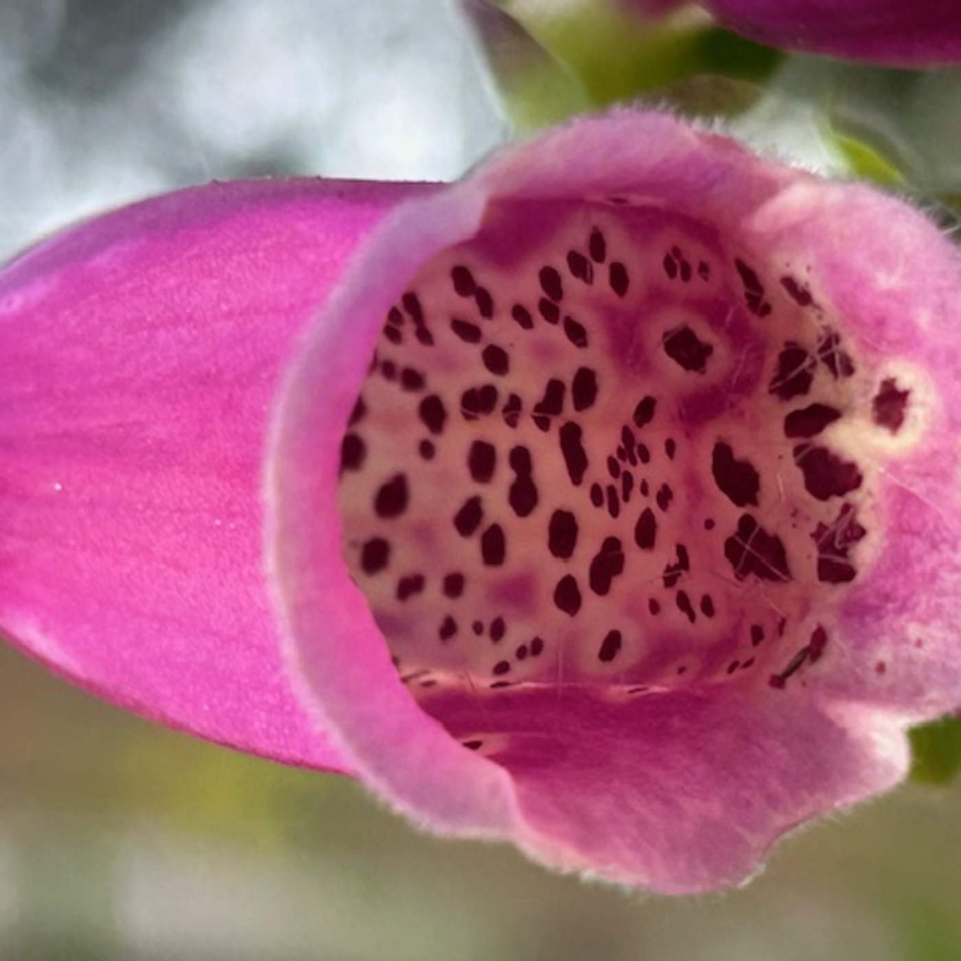 The Institute Of Spectra-Sonic Sound