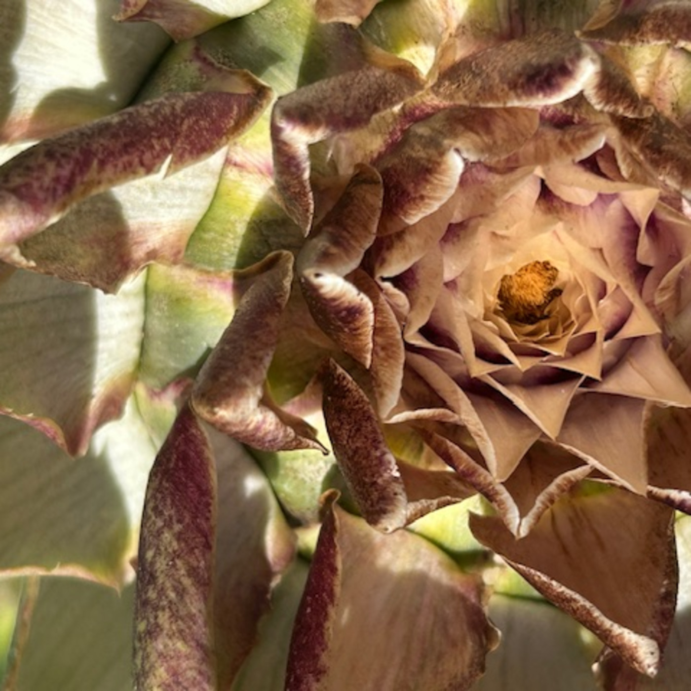 The Institute Of Spectra-Sonic Sound