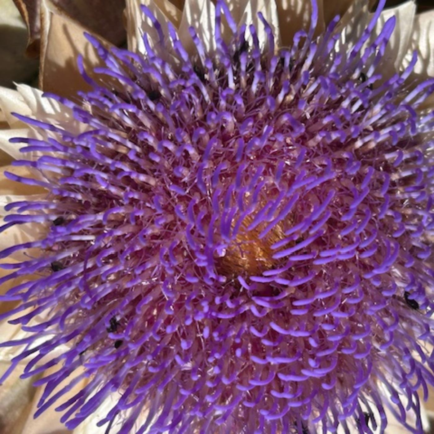 Episode 411: The Institute of Spectra-Sonic Sound 8.30.25