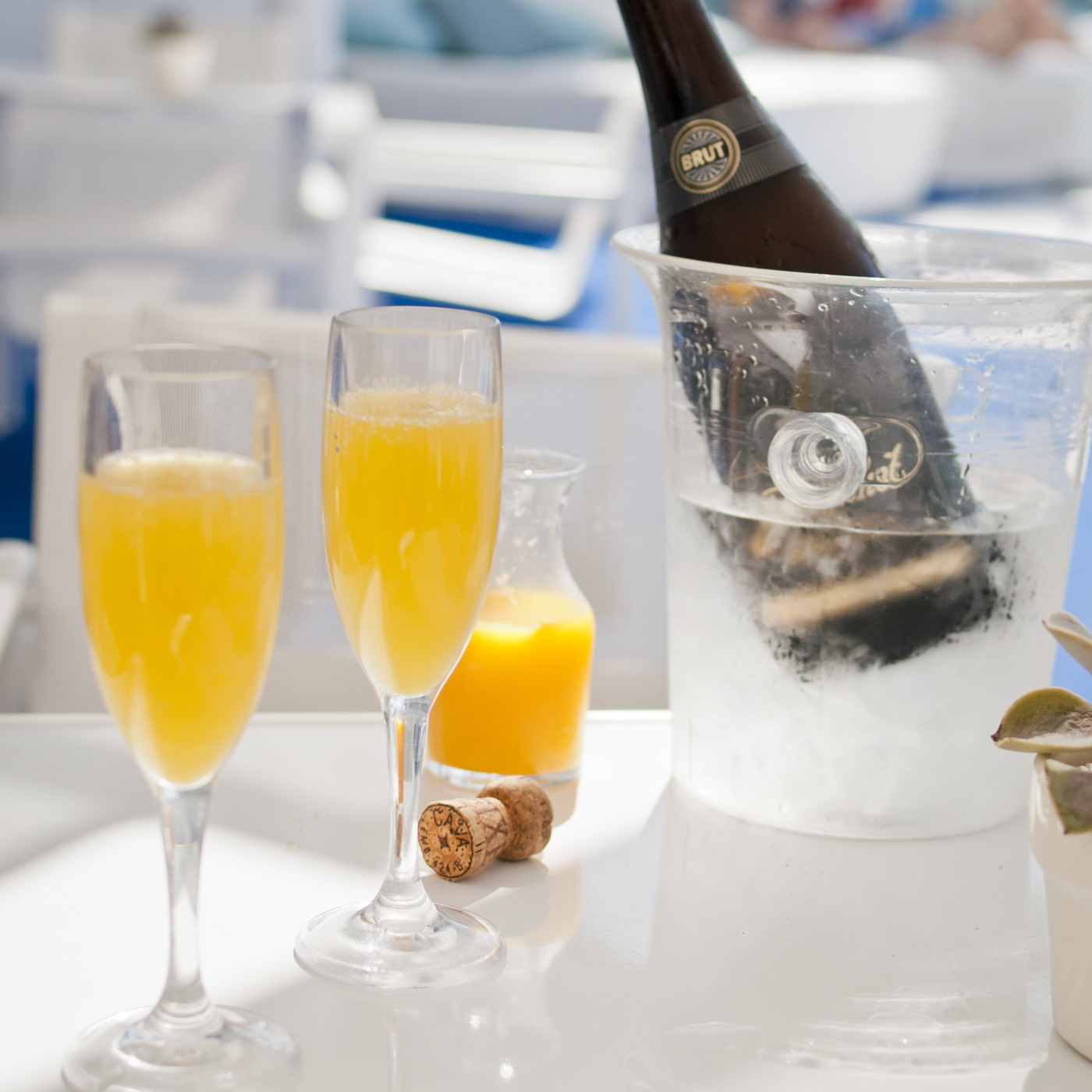 Mixed 4 Mimosas Vol 1