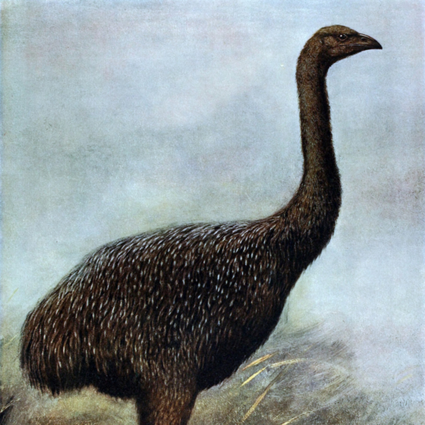 Episode 33: No Mo Moa: The 9 Extinct Moa Species of New Zealand – Dirty ...