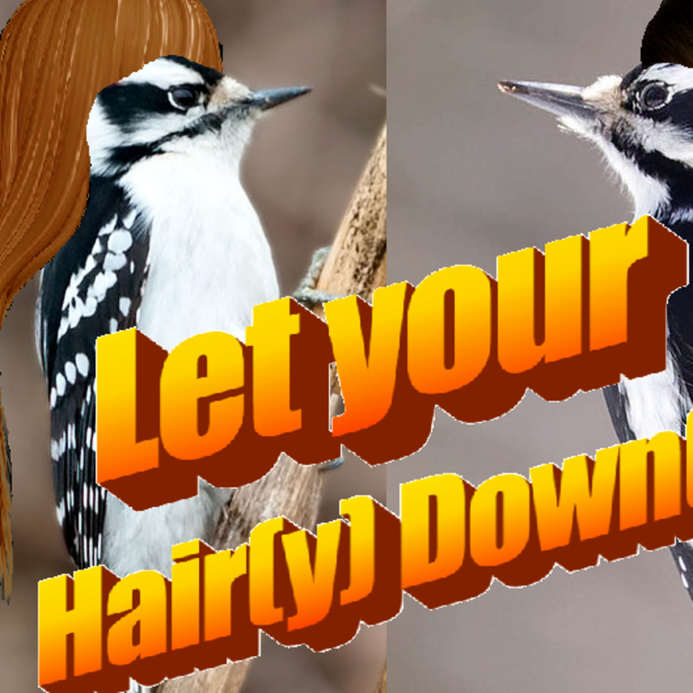 Dirty Bird Podcast